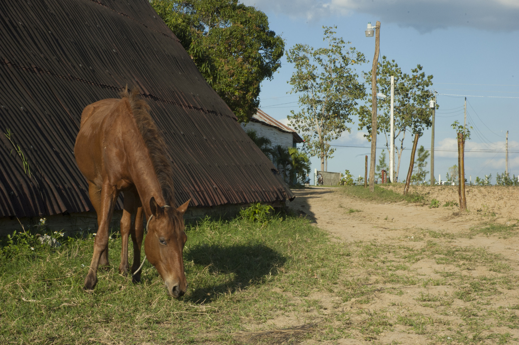 Nikon D70s sample photo. Tobacco fields photography