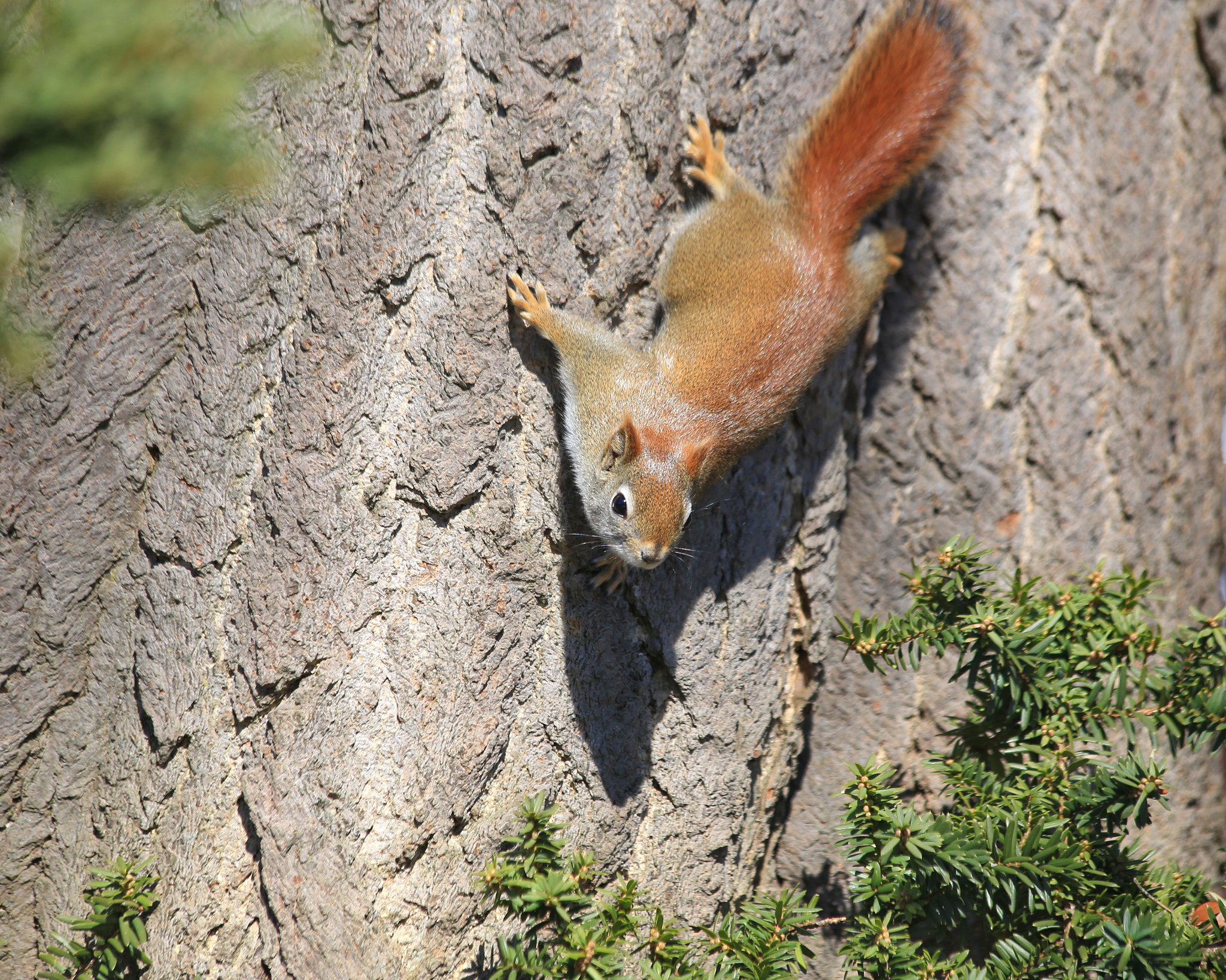 Canon EF 70-300mm F4-5.6 IS USM sample photo