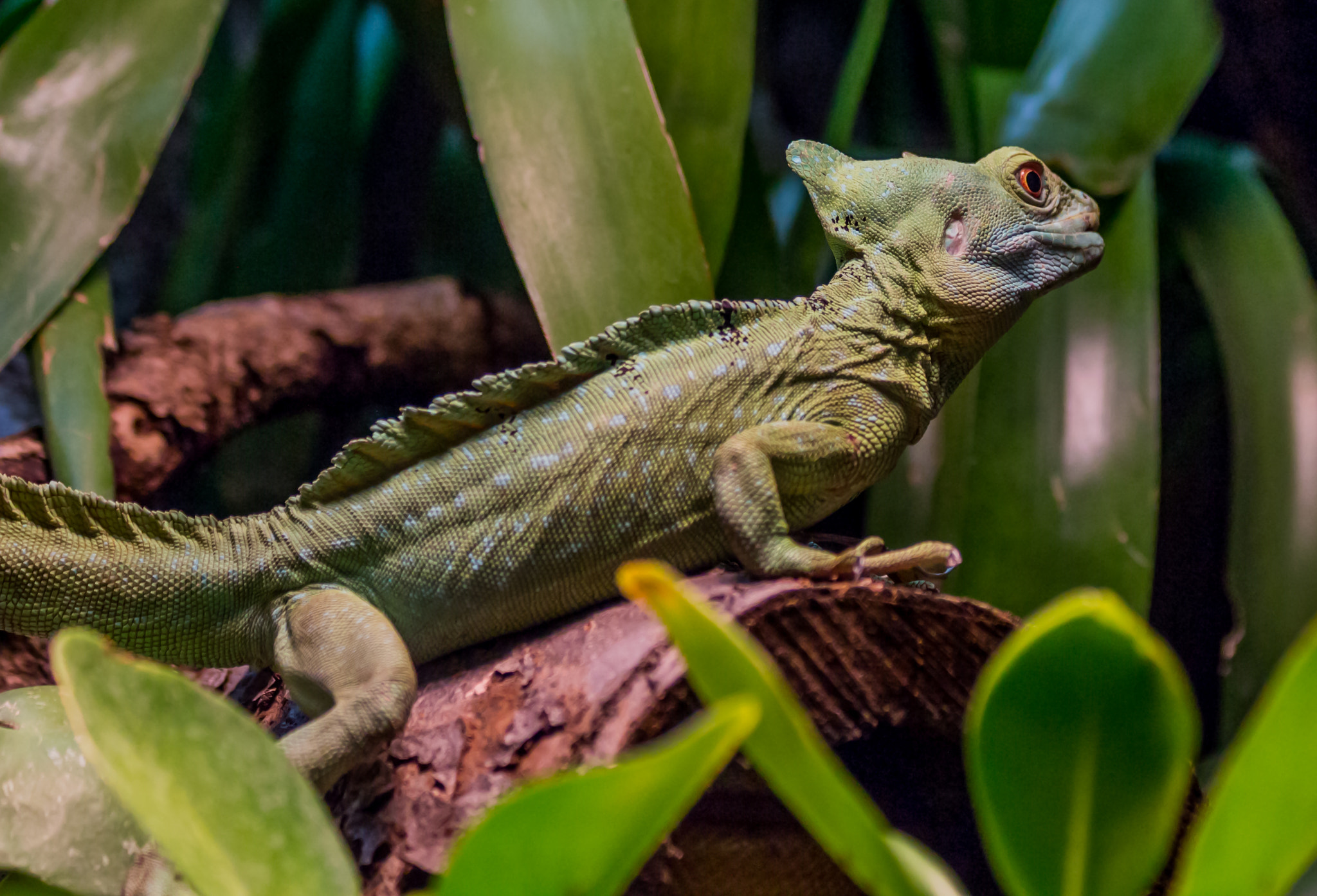 Canon EF 70-300mm F4-5.6 IS USM sample photo. Stirnlappenbasilisk (basiliscus plumifrons) photography