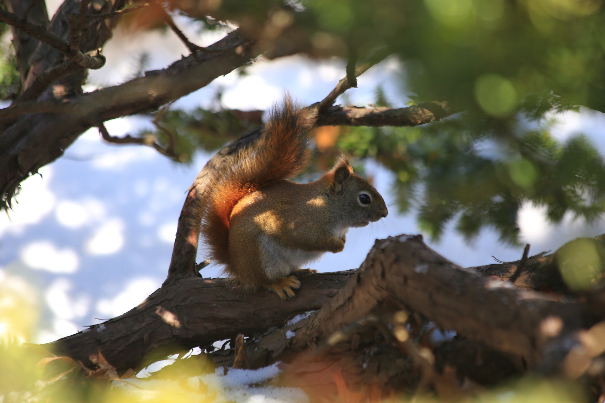 Canon EF 70-300mm F4-5.6 IS USM sample photo