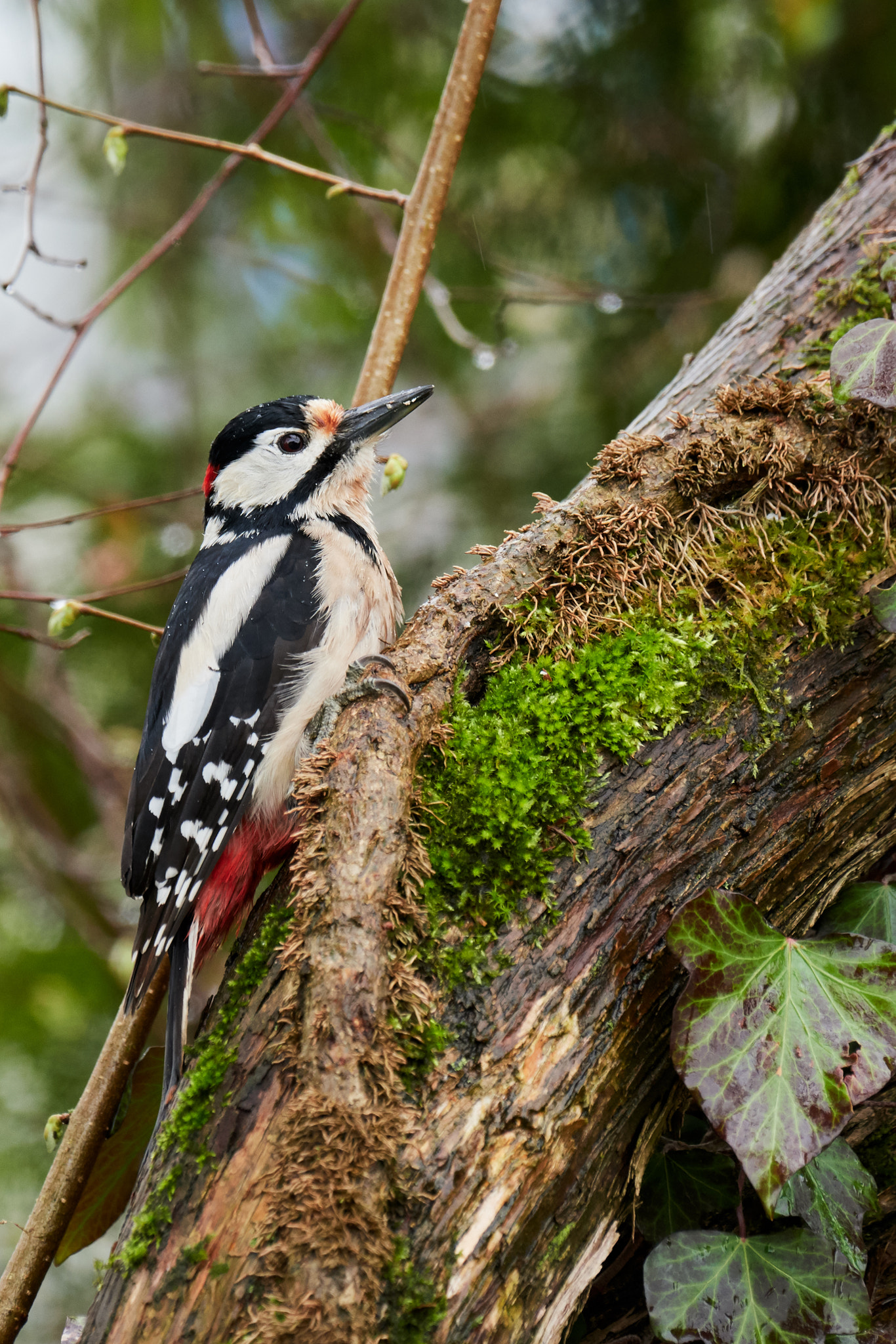 Nikon AF-S Nikkor 200-500mm F5.6E ED VR sample photo. Buntspecht photography