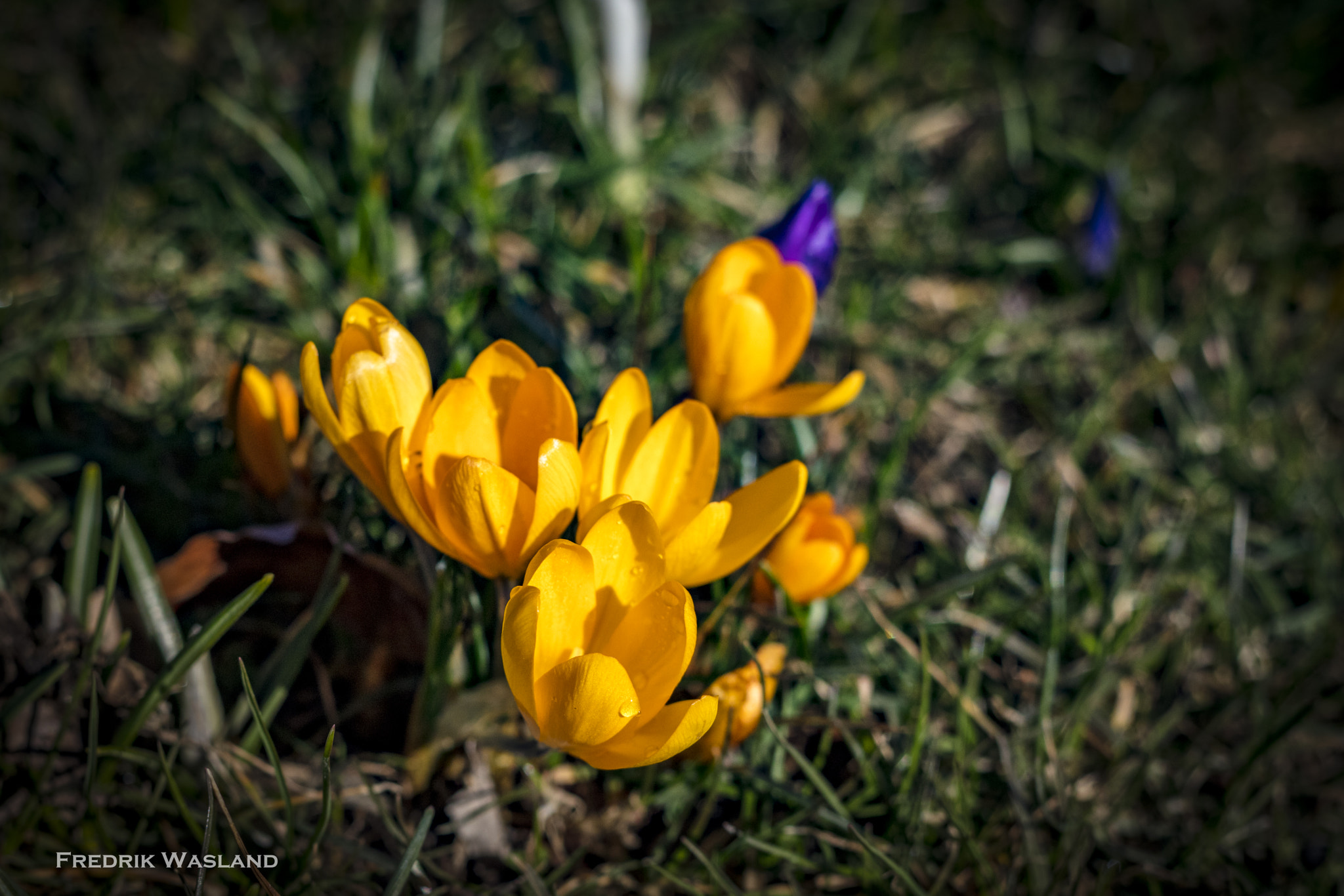 Canon EOS 5DS R sample photo. Spring time photography