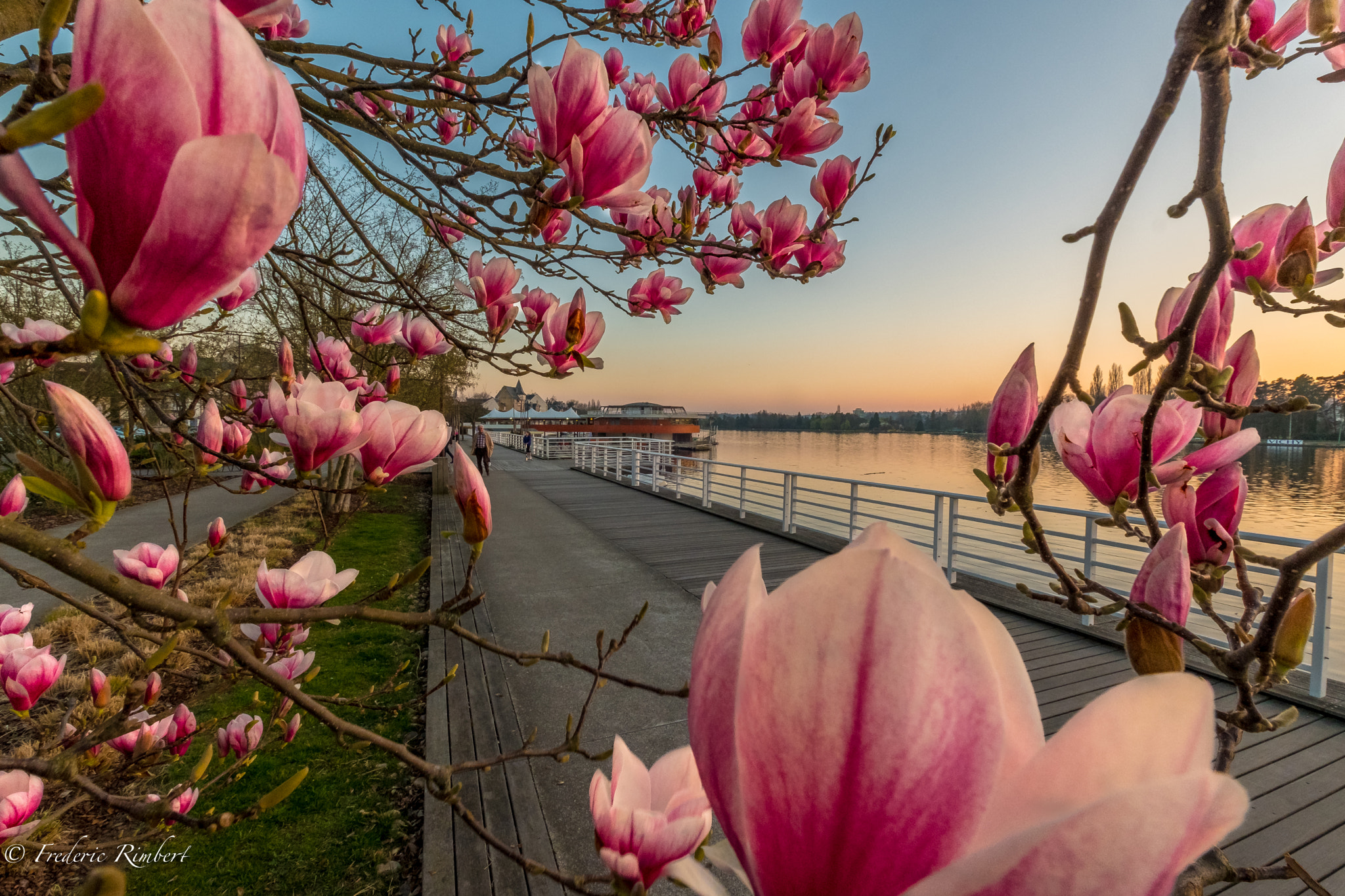 Fujifilm X-T2 + Fujifilm XF 10-24mm F4 R OIS sample photo. Magnolias flowers at vichy, allier, france photography