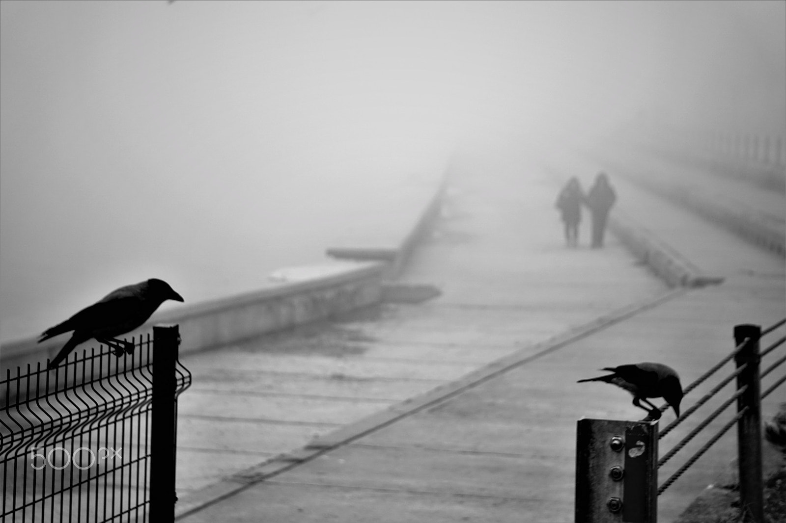 Sony a6300 + Sony FE 24-240mm F3.5-6.3 OSS sample photo. Crows and people in mist photography