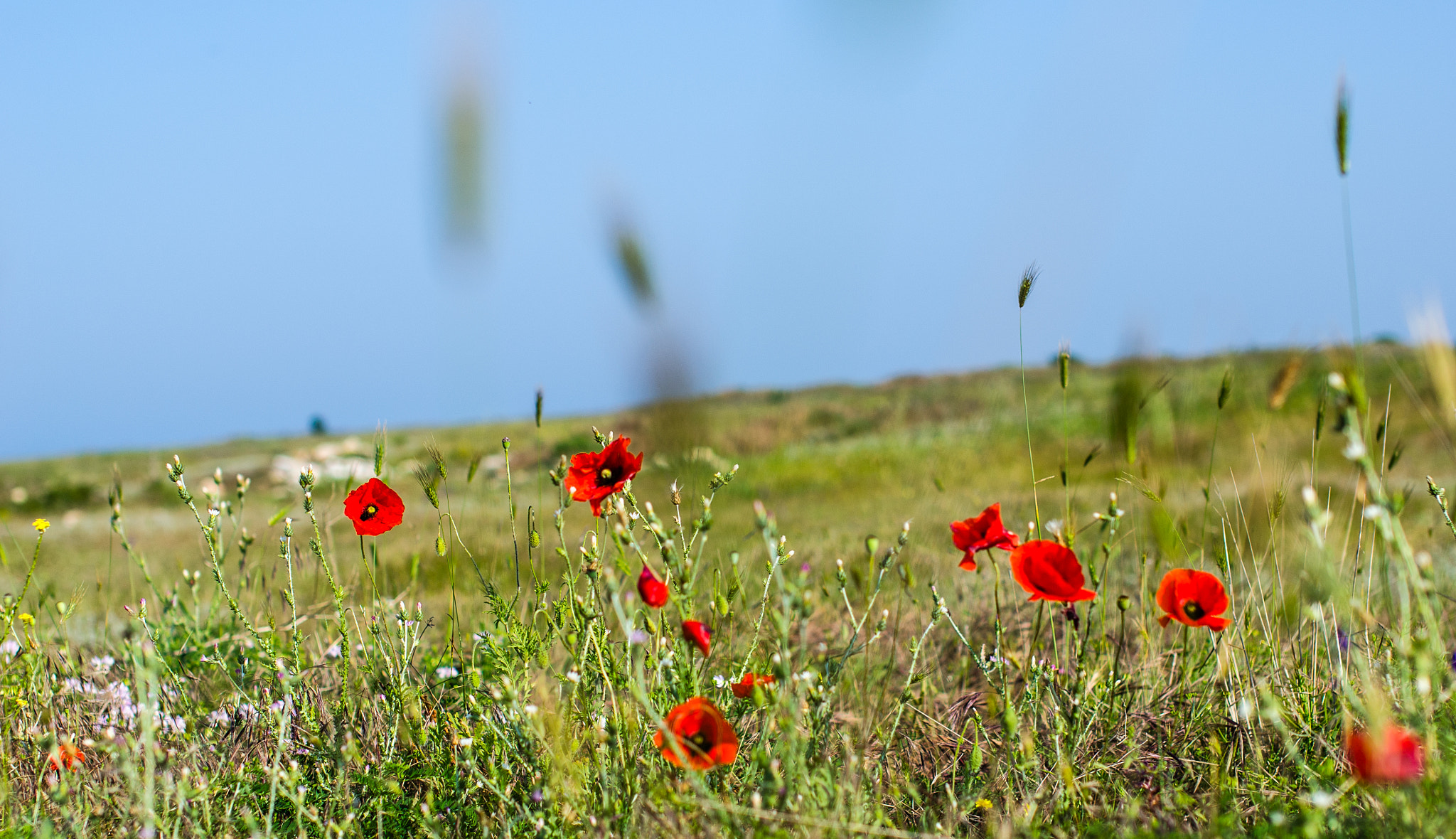 Nikon D7000 + Sigma 50mm F1.4 EX DG HSM sample photo. Dsc photography