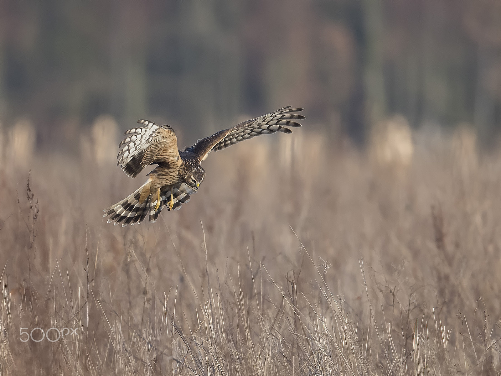 Nikon AF-S Nikkor 500mm F4E FL ED VR sample photo. Blauwe kiekendief, circus cyaneus, hen harrier photography