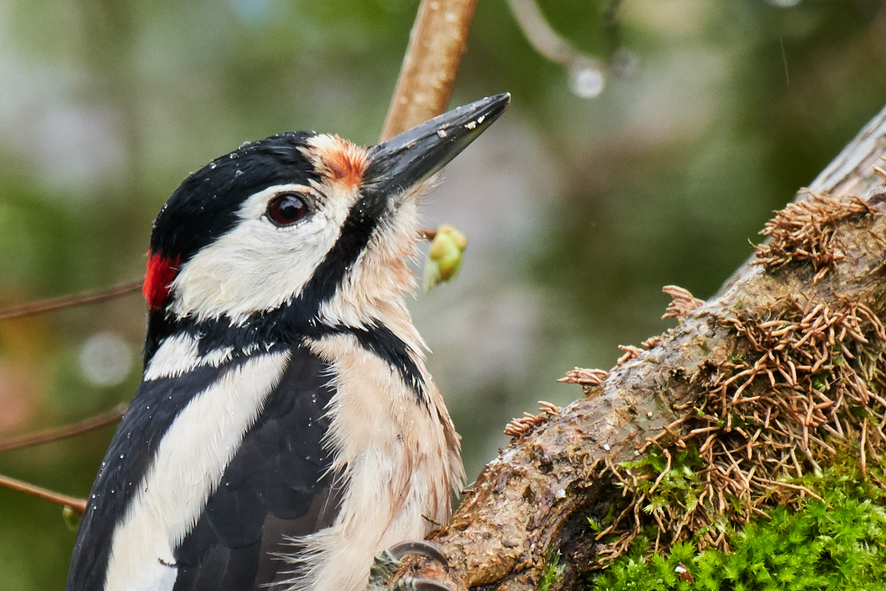 Nikon AF-S Nikkor 200-500mm F5.6E ED VR sample photo. Buntspecht photography