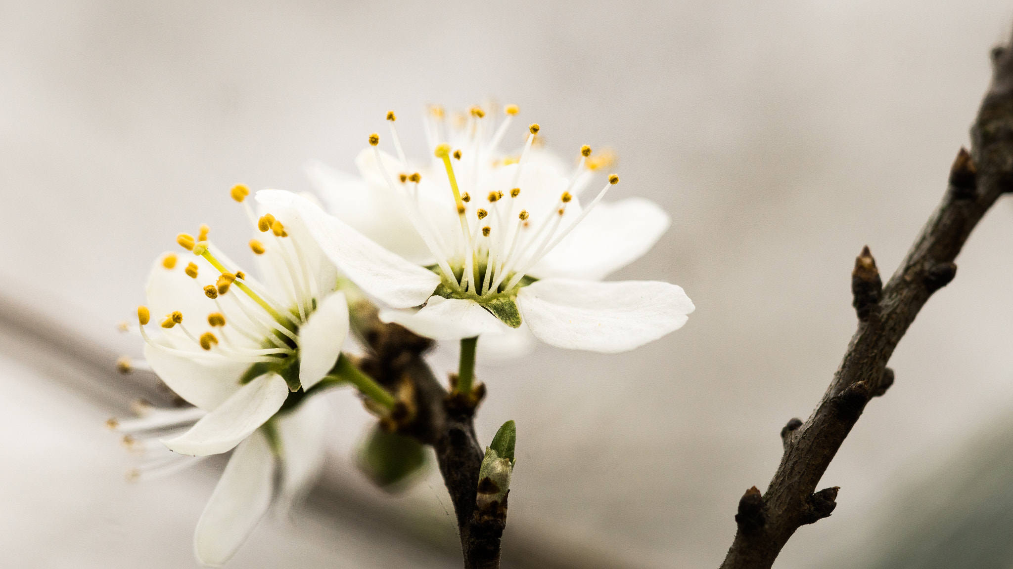 Sony a6000 + Sony FE 90mm F2.8 Macro G OSS sample photo. Hope blooms... photography
