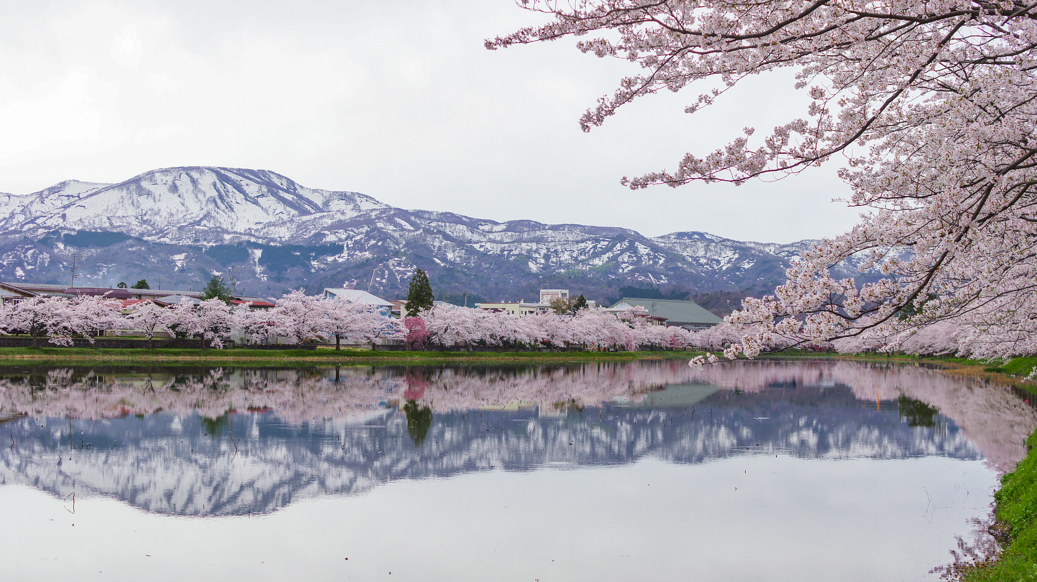 Sony SLT-A55 (SLT-A55V) sample photo. Sakura photography