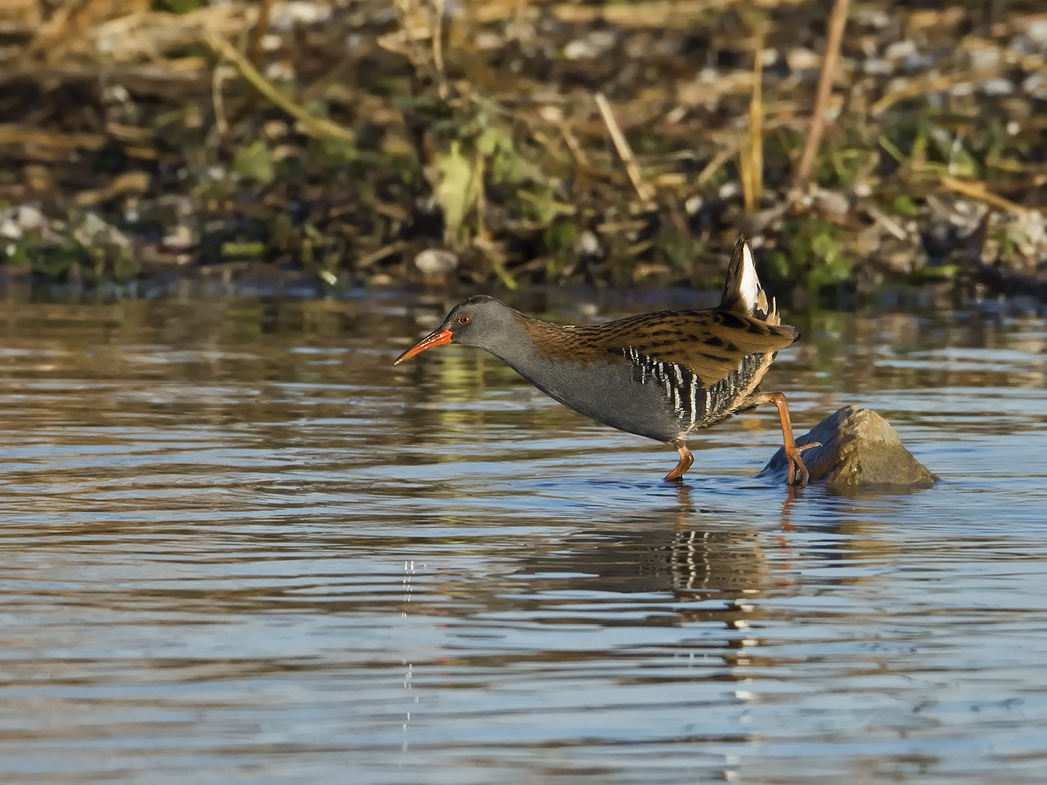 Nikon AF-S Nikkor 500mm F4E FL ED VR sample photo. Waterral, rallus aquaticus photography