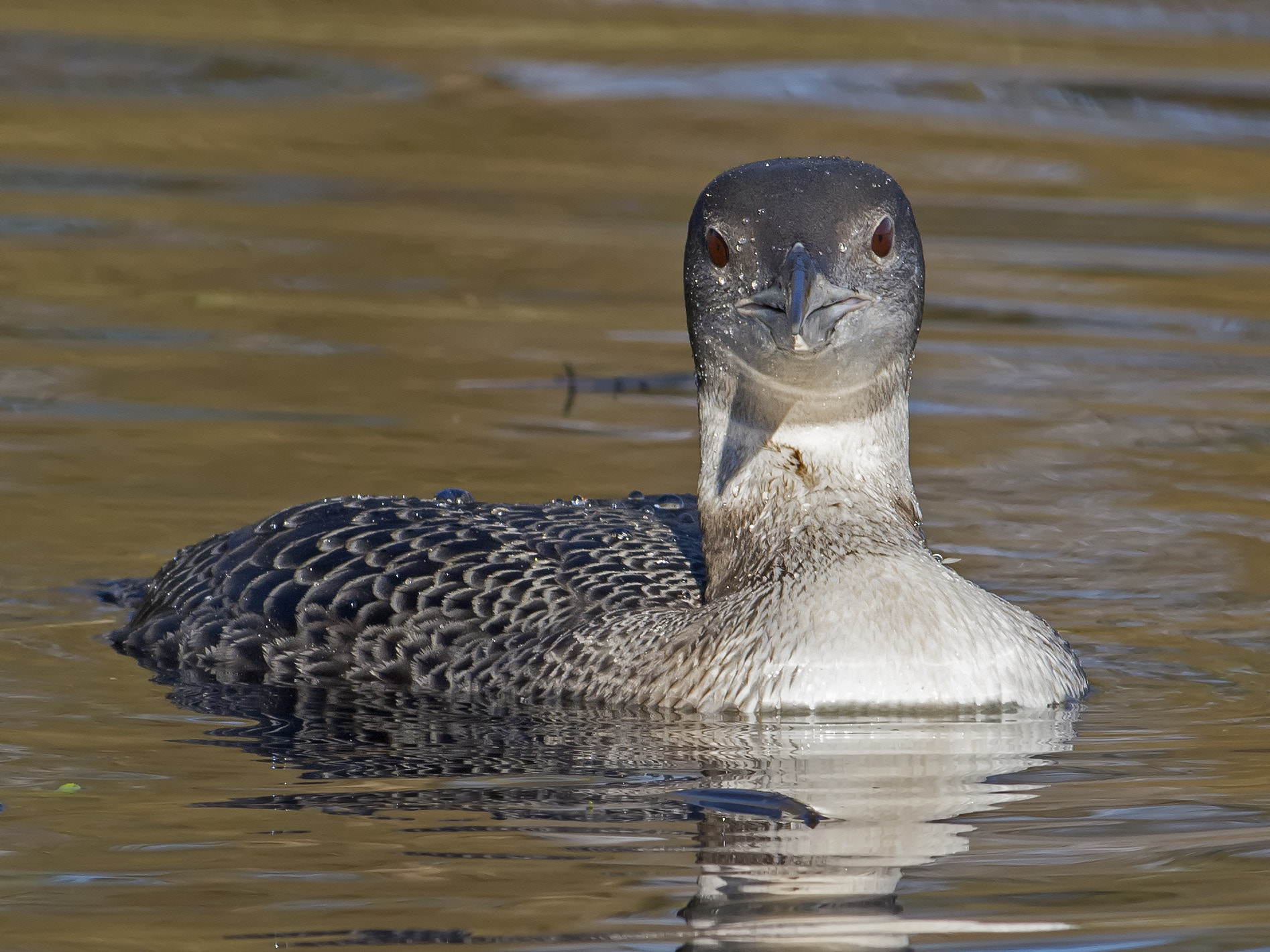 Nikon AF-S Nikkor 300mm F2.8G ED-IF VR sample photo. Ijsduiker, gavia immer photography