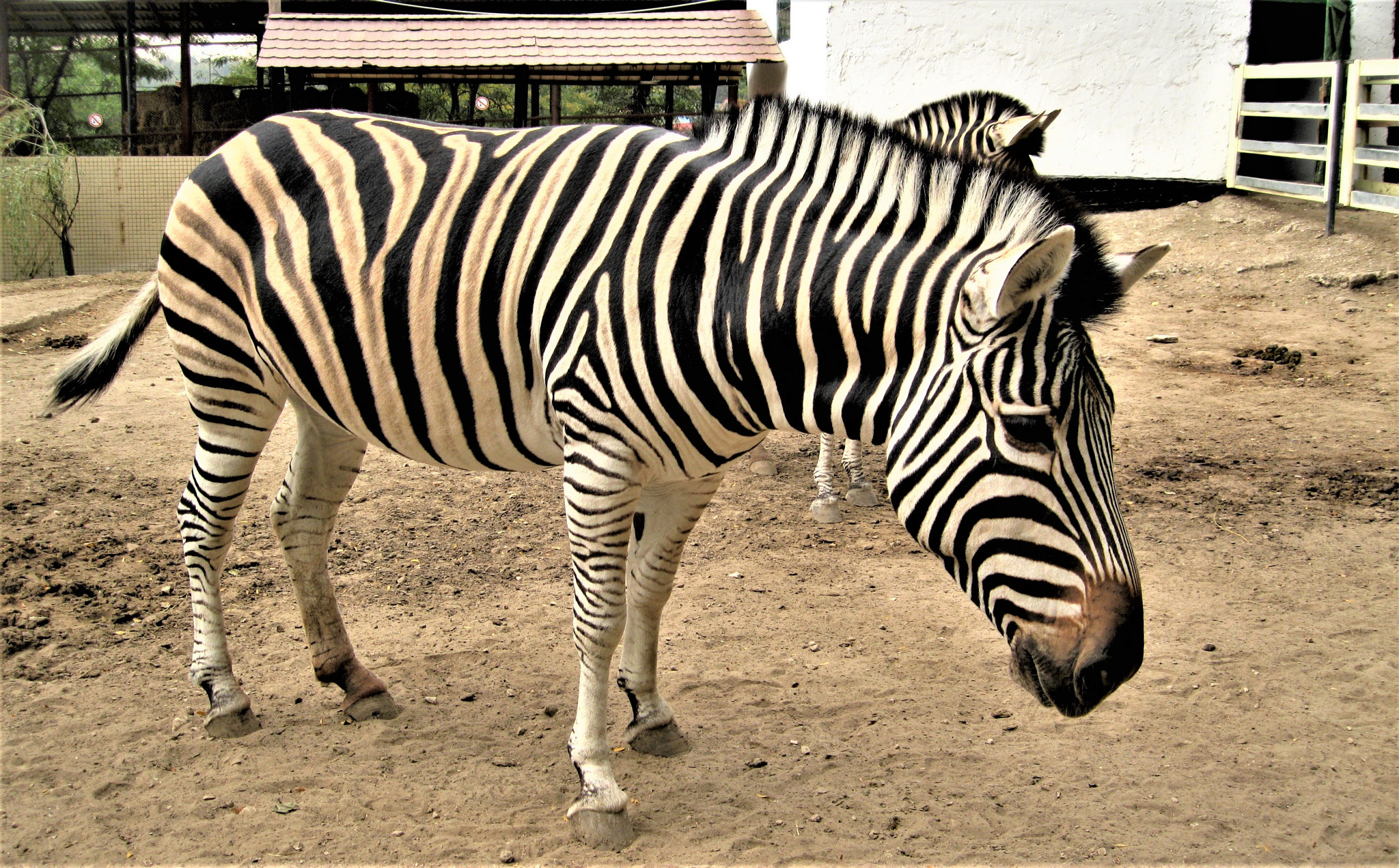 Canon PowerShot A3100 IS sample photo. Zebra photography