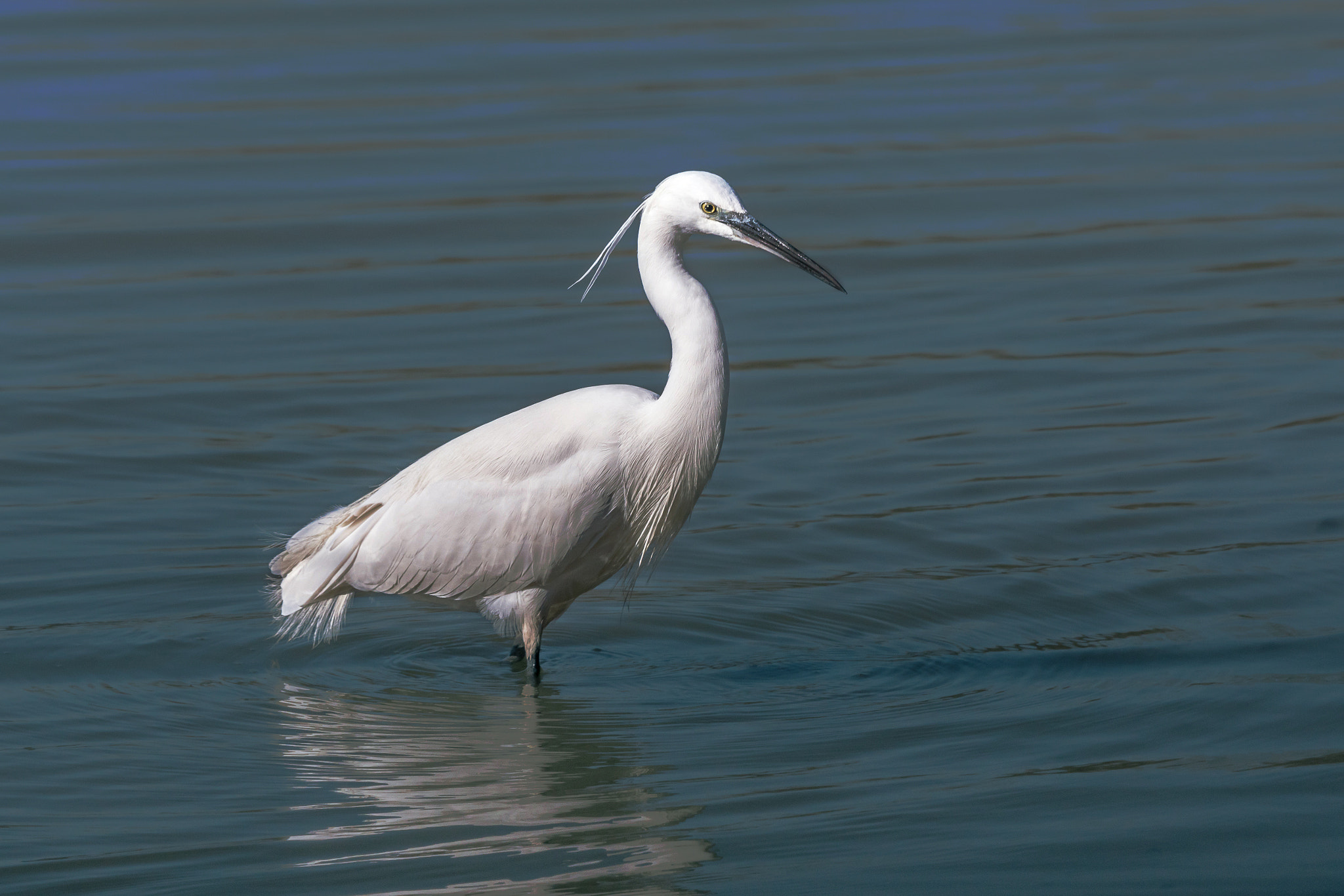 Sony 70-400mm F4-5.6 G SSM II sample photo. Egret photography