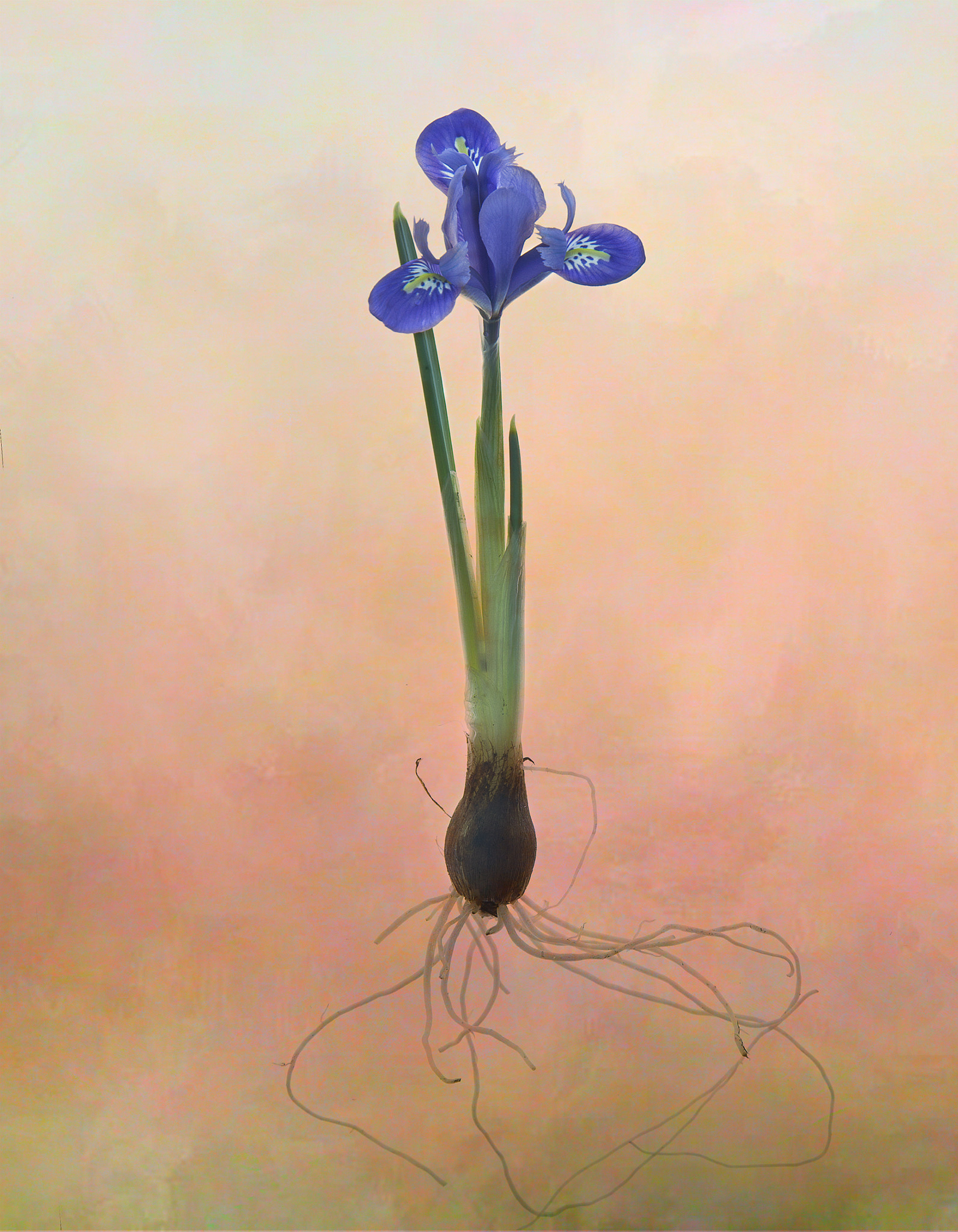 Olympus E-5 sample photo. Dwarf iris "harmony" photography