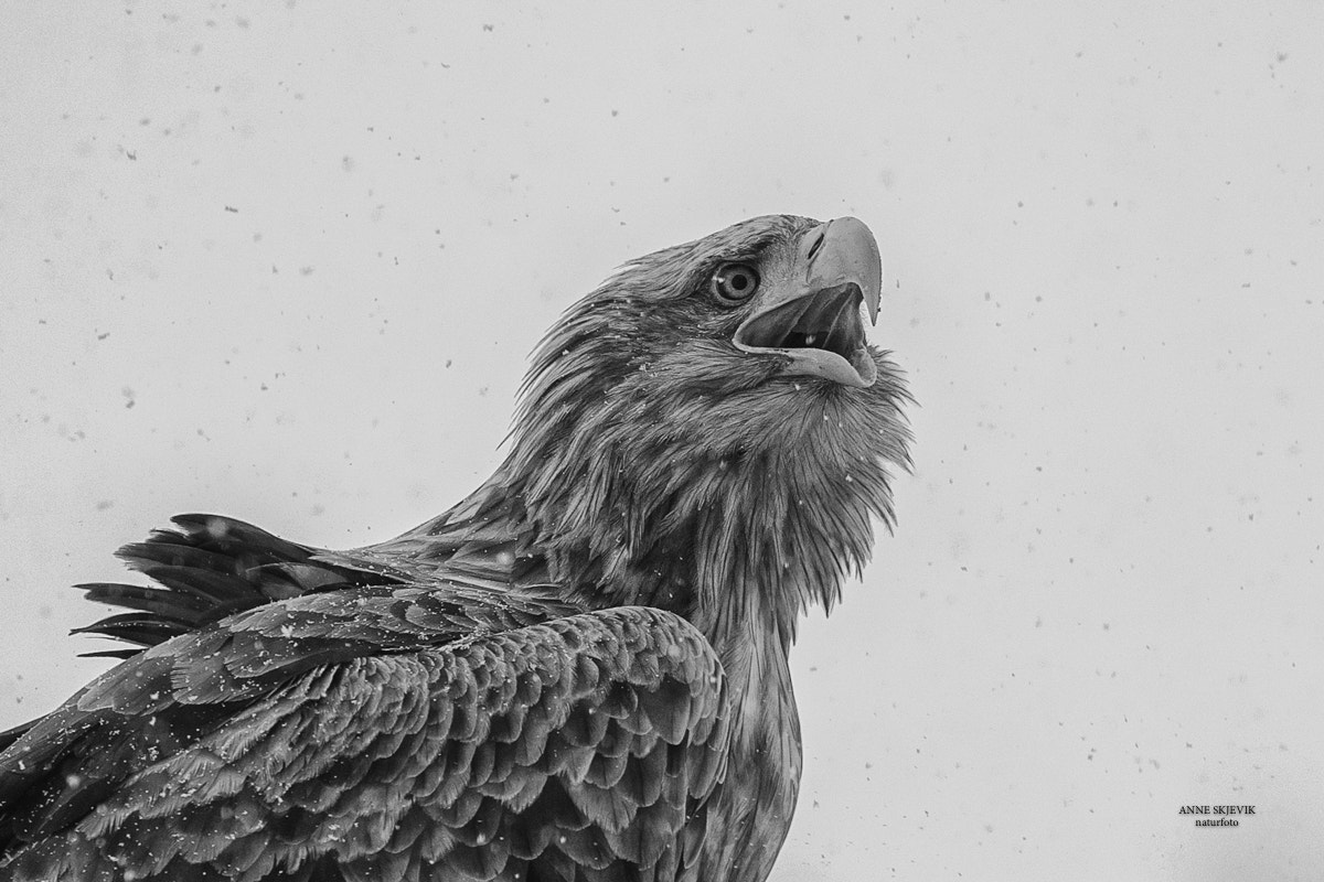 Canon EF 300mm F2.8L IS II USM sample photo. White tailed sea eagle in black and white photography