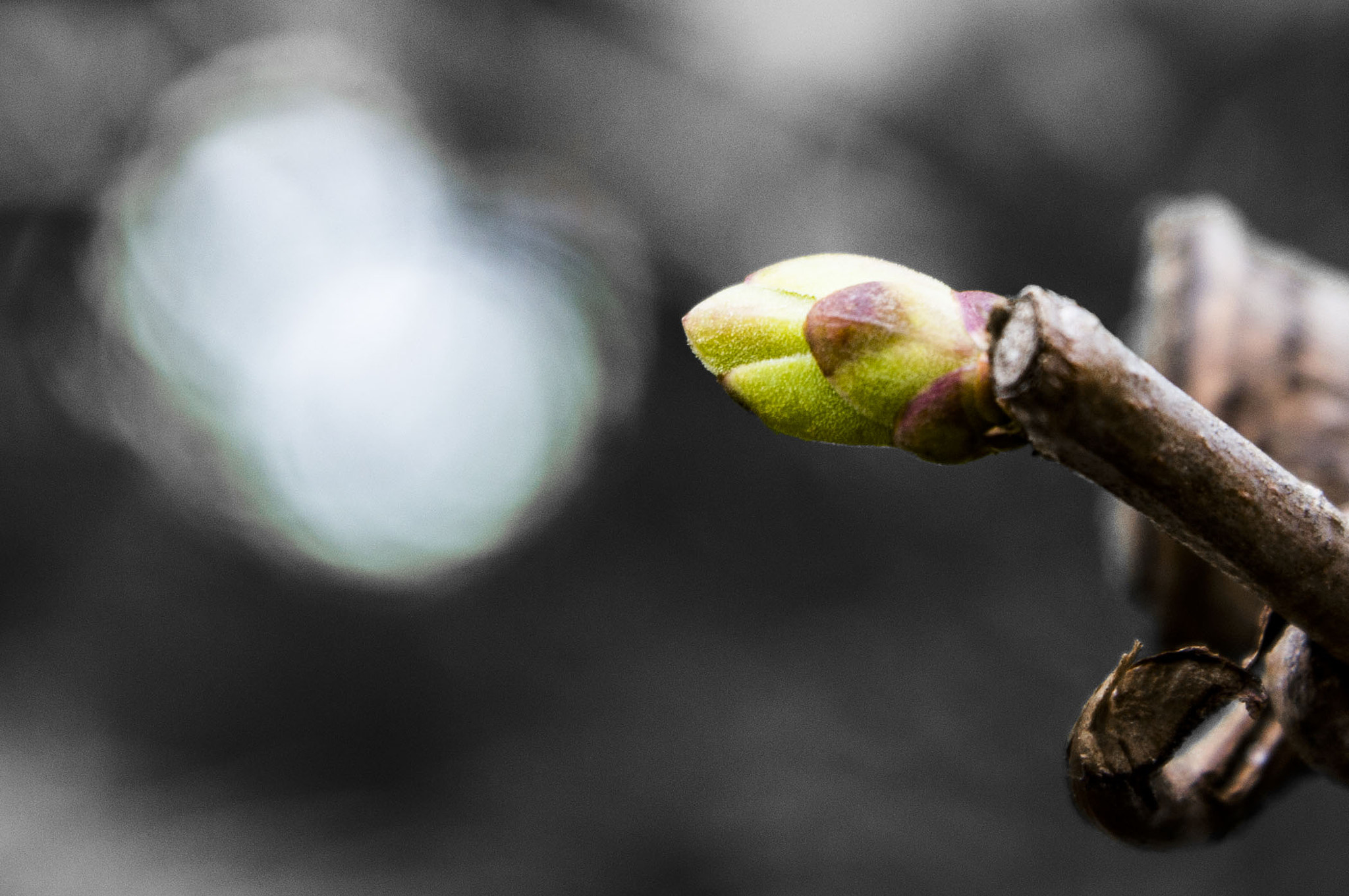 Nikon D3200 sample photo. Reborn photography