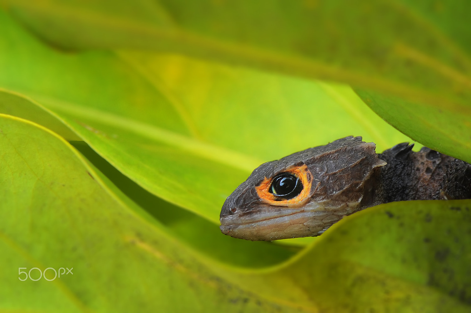Nikon AF-S Micro-Nikkor 105mm F2.8G IF-ED VR sample photo. Hidden photography