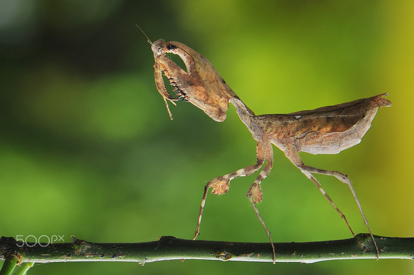Nikon AF-S Micro-Nikkor 105mm F2.8G IF-ED VR sample photo. Praying mantis photography