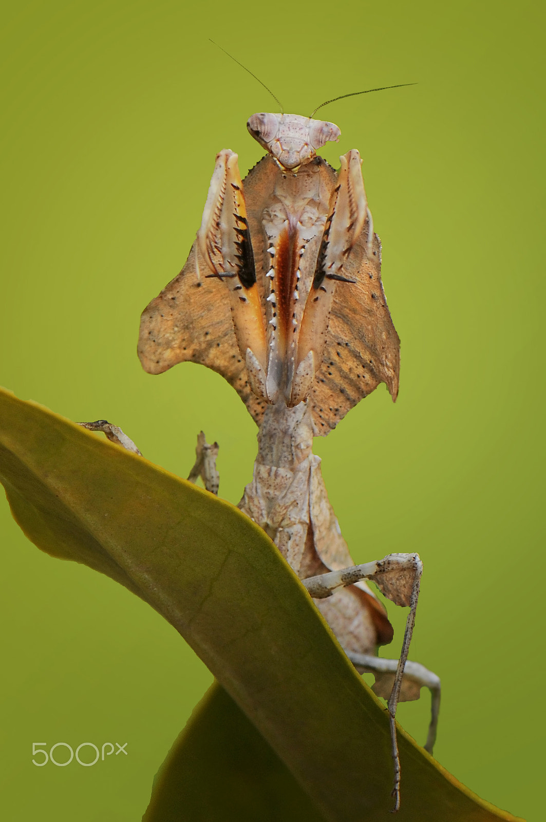 Nikon AF-S Micro-Nikkor 105mm F2.8G IF-ED VR sample photo. Mantis photography