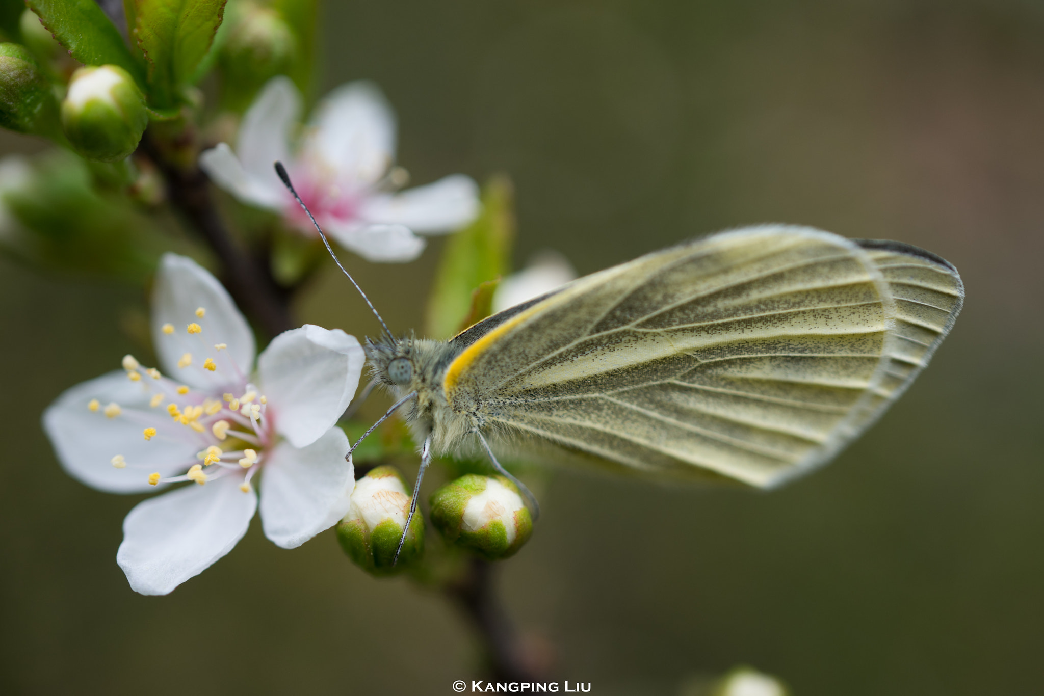 Sony a7 + Sony FE 50mm F2.8 Macro sample photo. Flower and butterfly photography