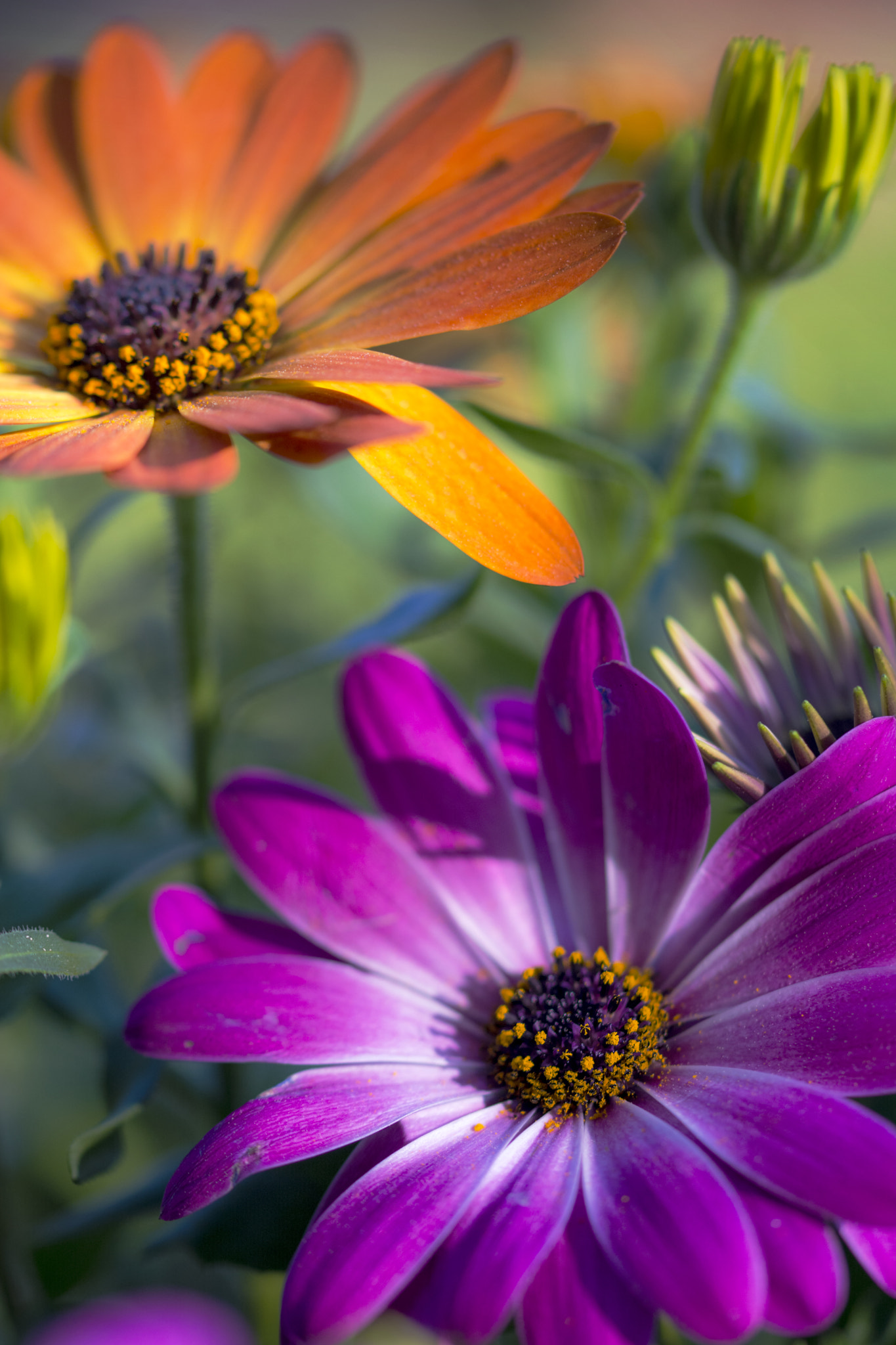 Sigma 105mm F2.8 EX DG OS HSM sample photo. Spring is coming 3 photography
