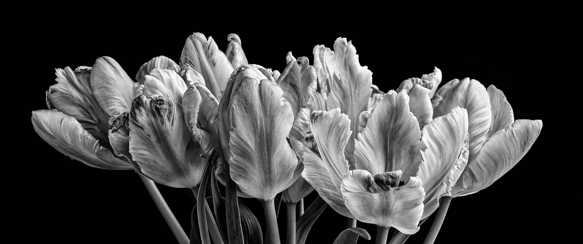 Pentax K-3 + Sigma 18-125mm F3.8-5.6 DC HSM sample photo. Tulips kiss winter goodbye photography
