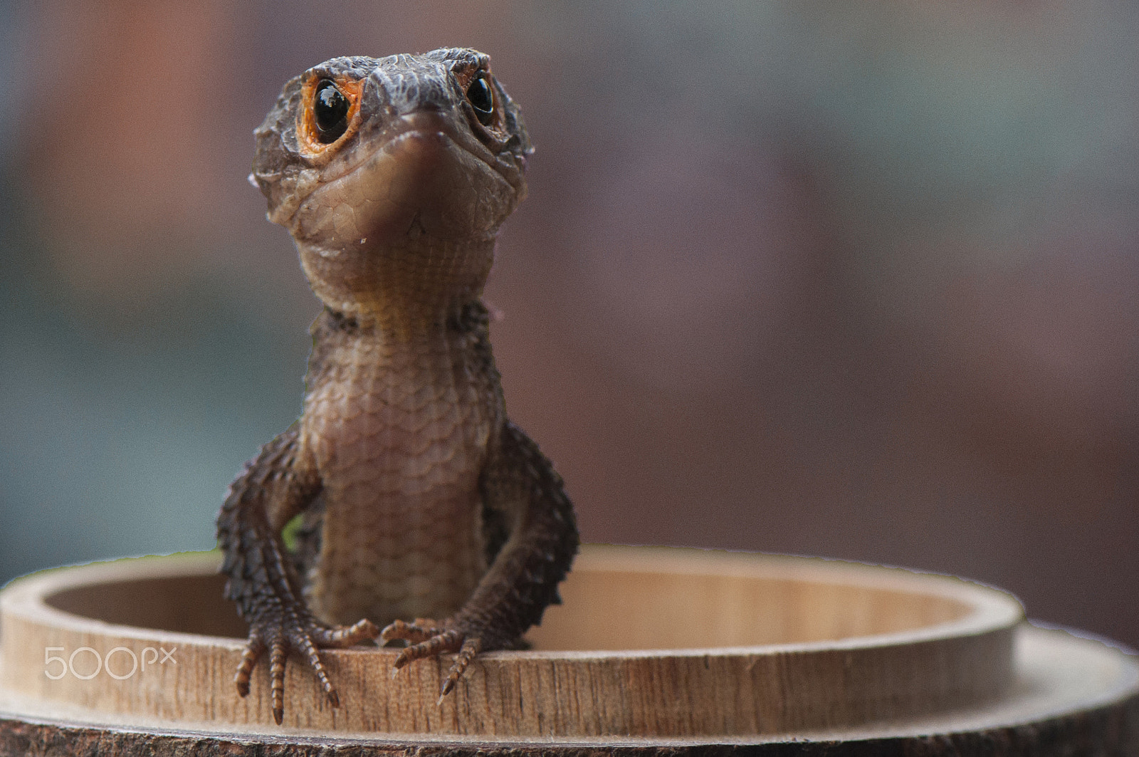 Nikon AF-S Micro-Nikkor 105mm F2.8G IF-ED VR sample photo. Cute dragon photography