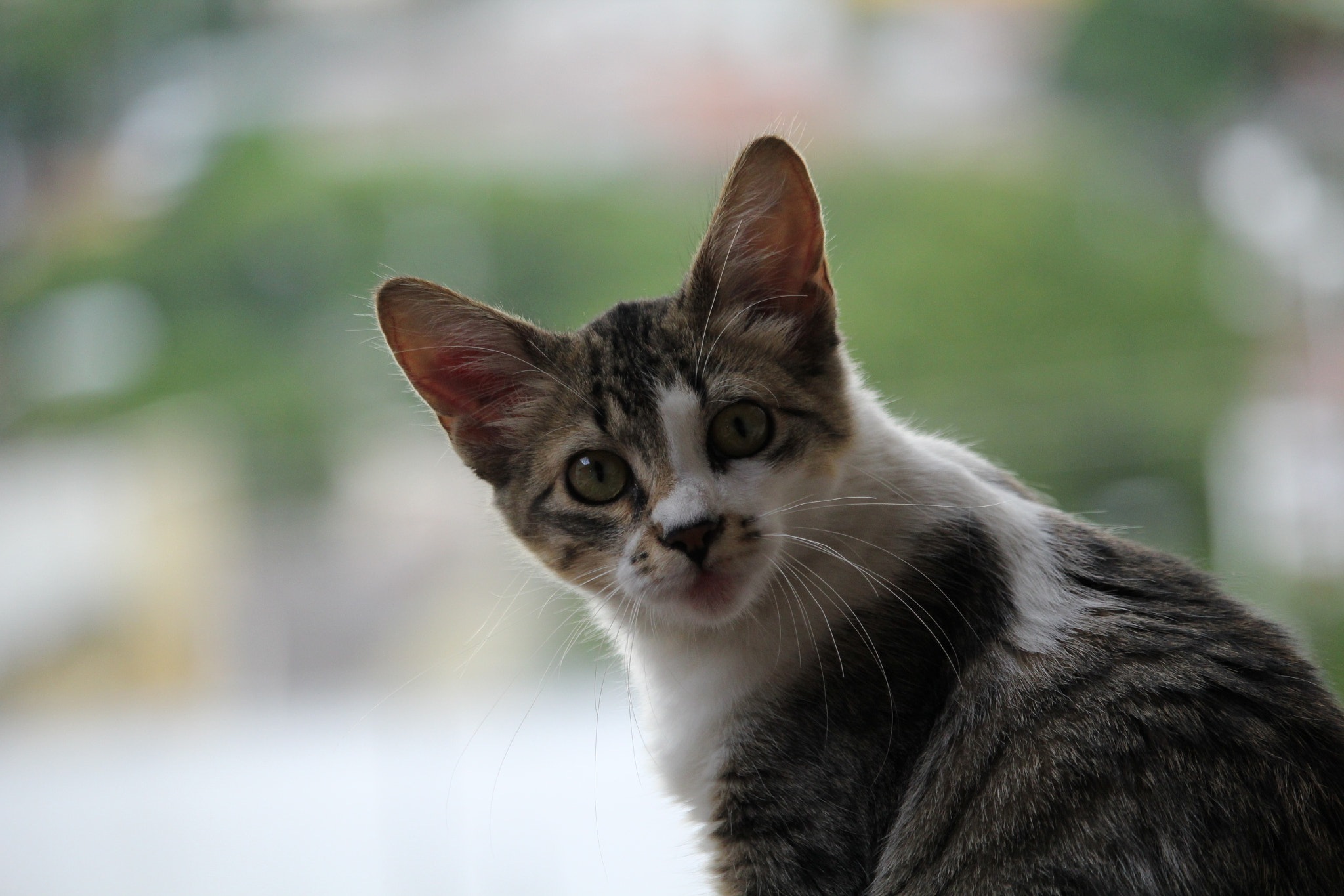 Canon EF-S 55-250mm F4-5.6 IS STM sample photo. Img photography