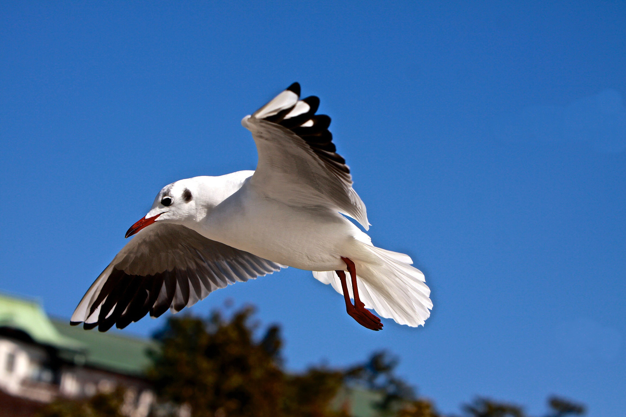 Canon EF 70-200mm F2.8L IS USM sample photo