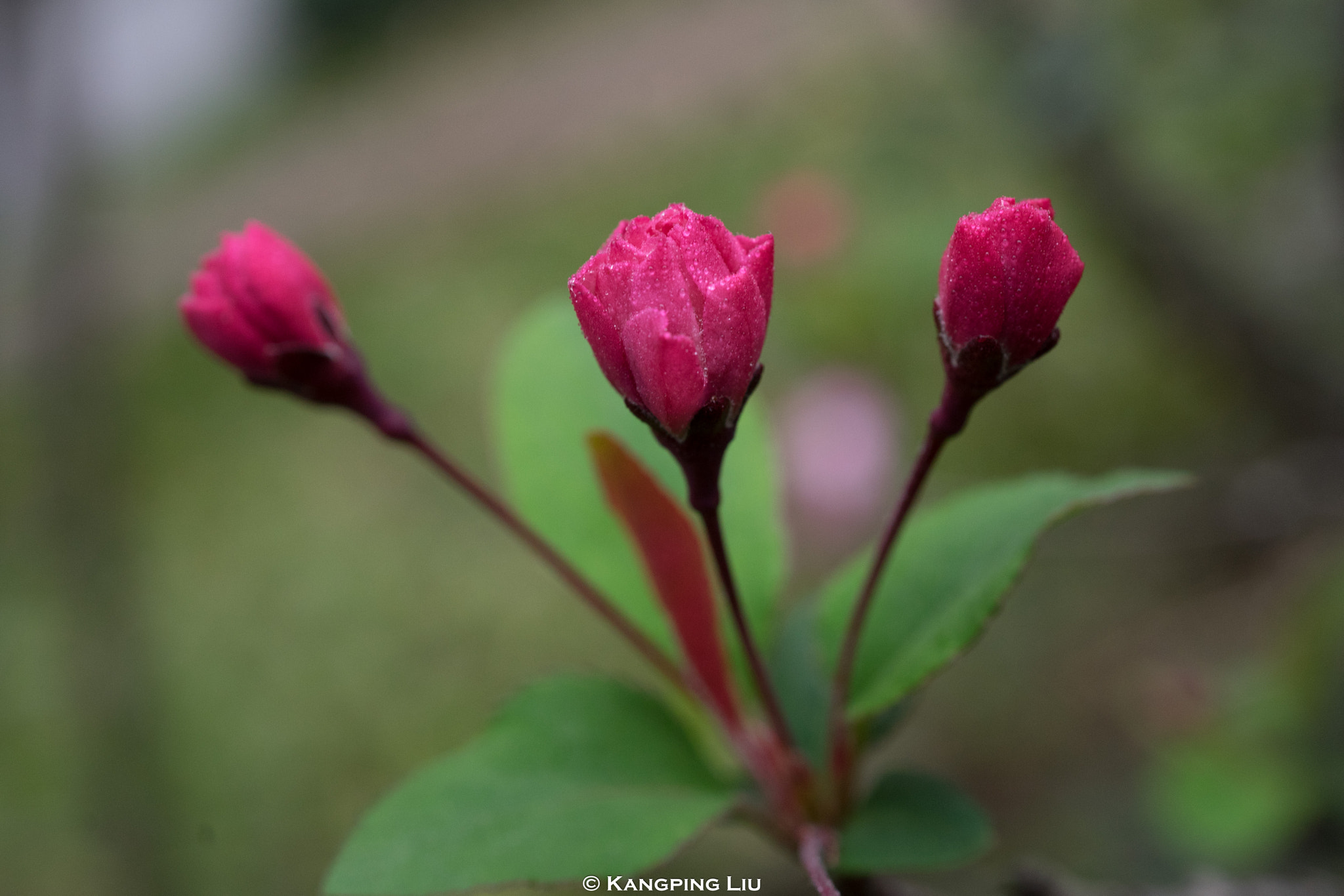 Sony a7 + Sony FE 50mm F2.8 Macro sample photo. Crab apple flower photography