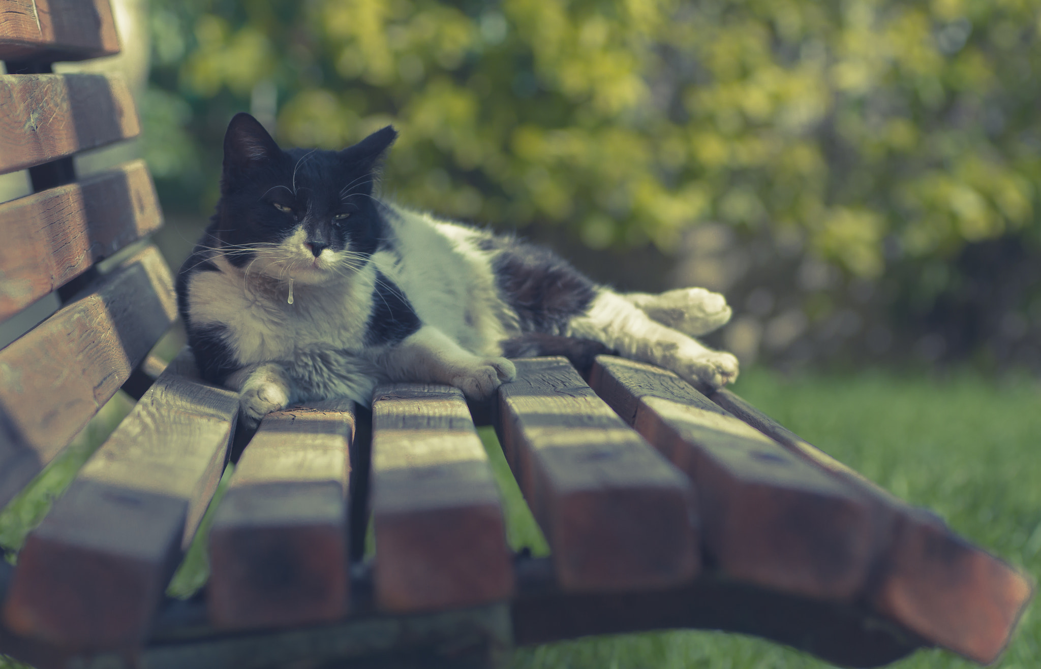 Canon EOS 7D + Tamron SP AF 90mm F2.8 Di Macro sample photo. Well i saw this cat sleeping on the bench, i appro ... photography