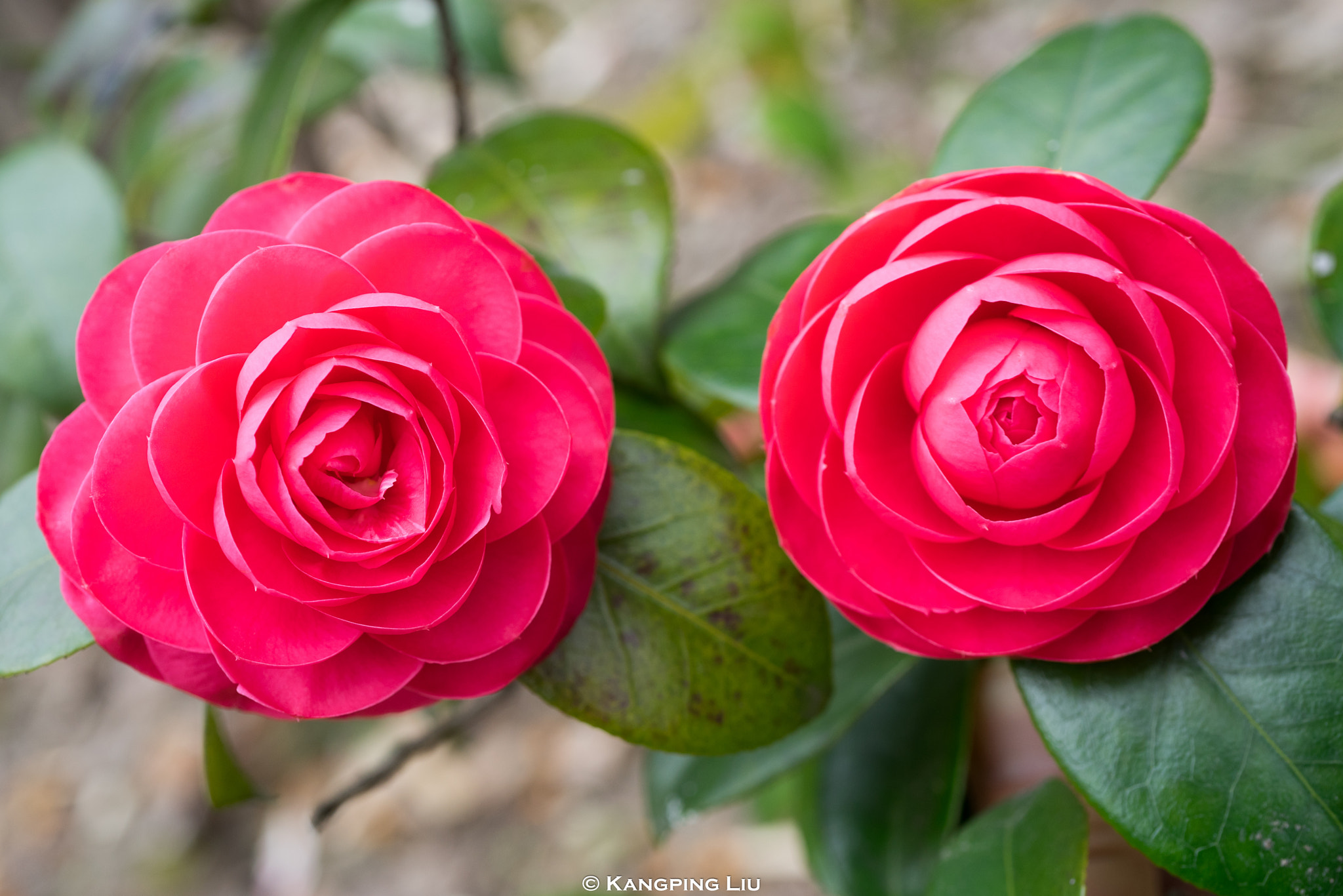 Sony a7 + Sony FE 50mm F2.8 Macro sample photo. Side by side photography