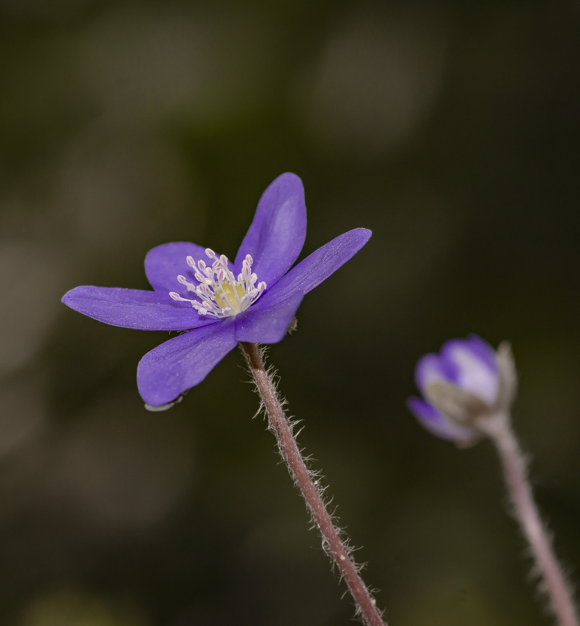 Sony SLT-A77 + Sigma 30mm F1.4 EX DC HSM sample photo. Leberblühmchen photography