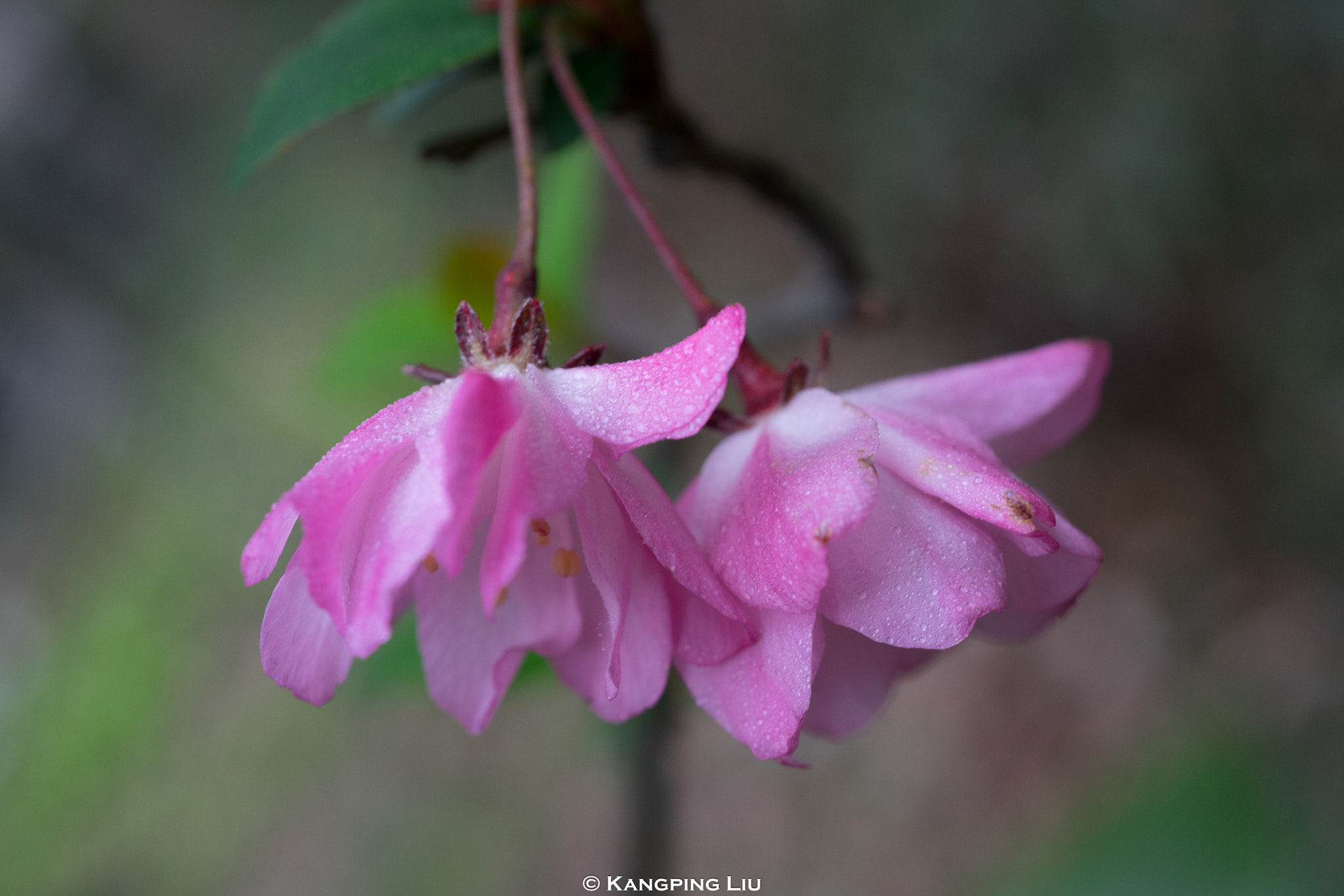 Sony a7 + Sony FE 50mm F2.8 Macro sample photo. Crab apple flower #2 photography