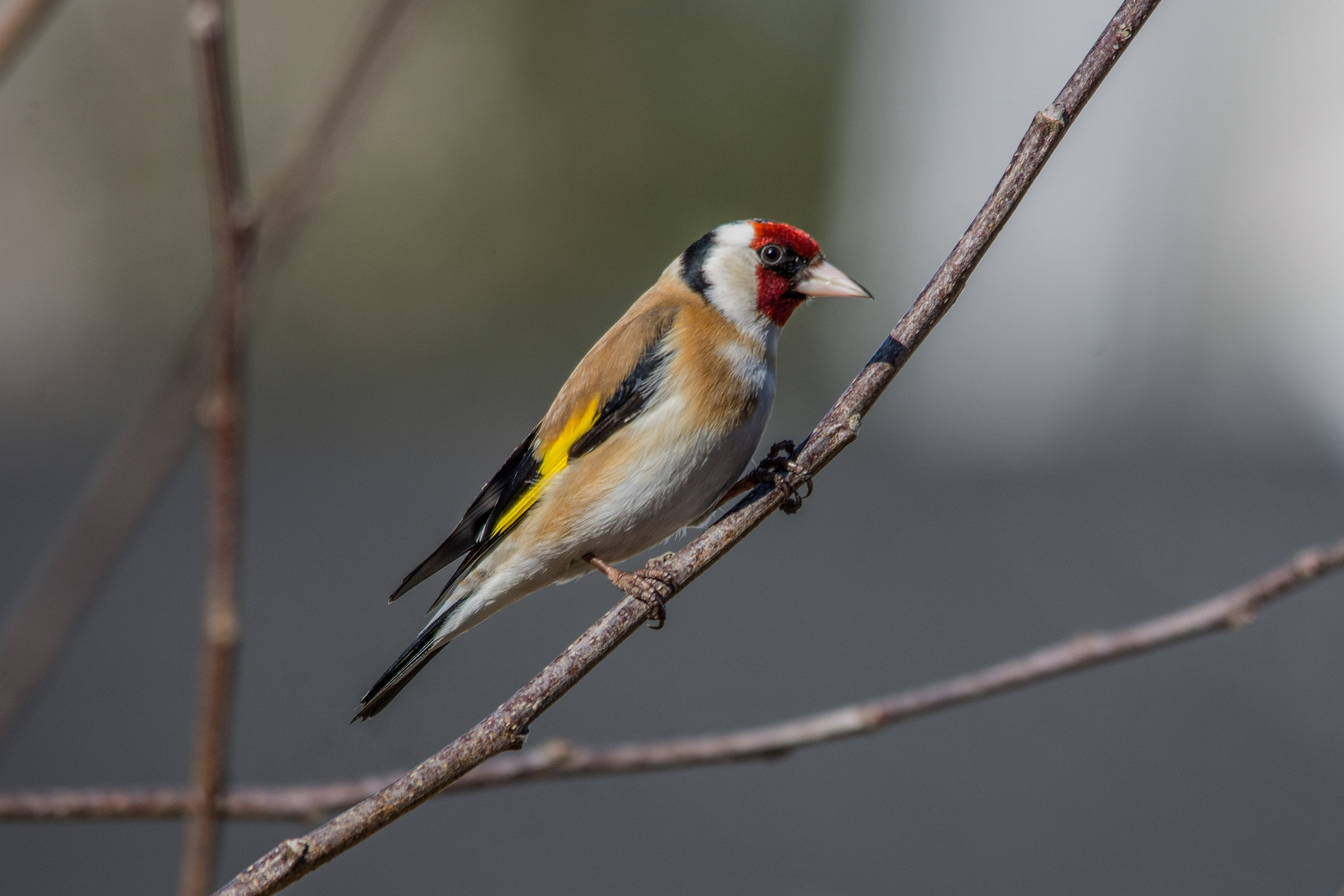 Sigma 150-500mm F5-6.3 DG OS HSM sample photo. European goldfinch photography