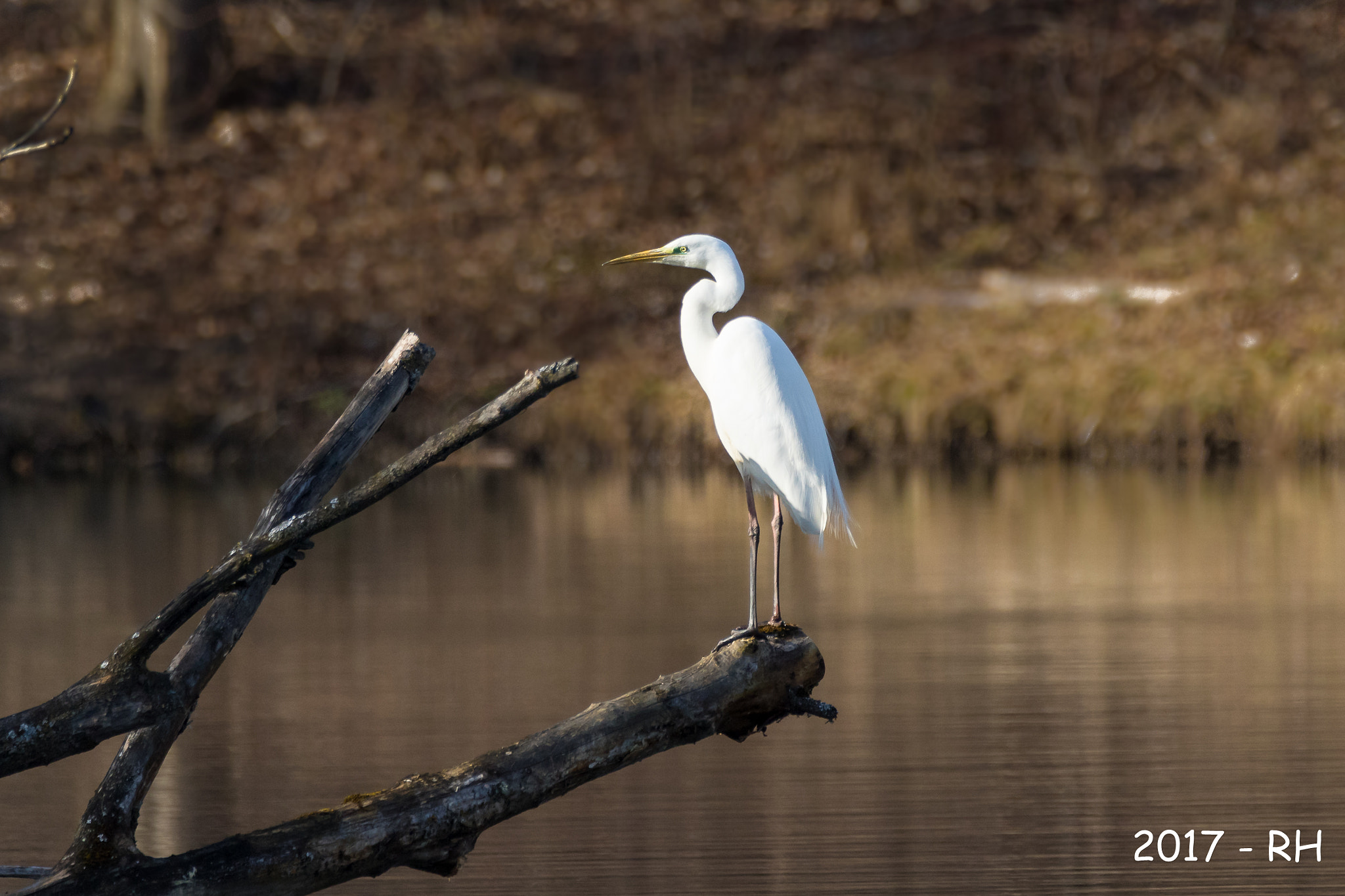 150-600mm F5-6.3 DG OS HSM | Contemporary 015 sample photo. Heron waiting patiently for some fish photography