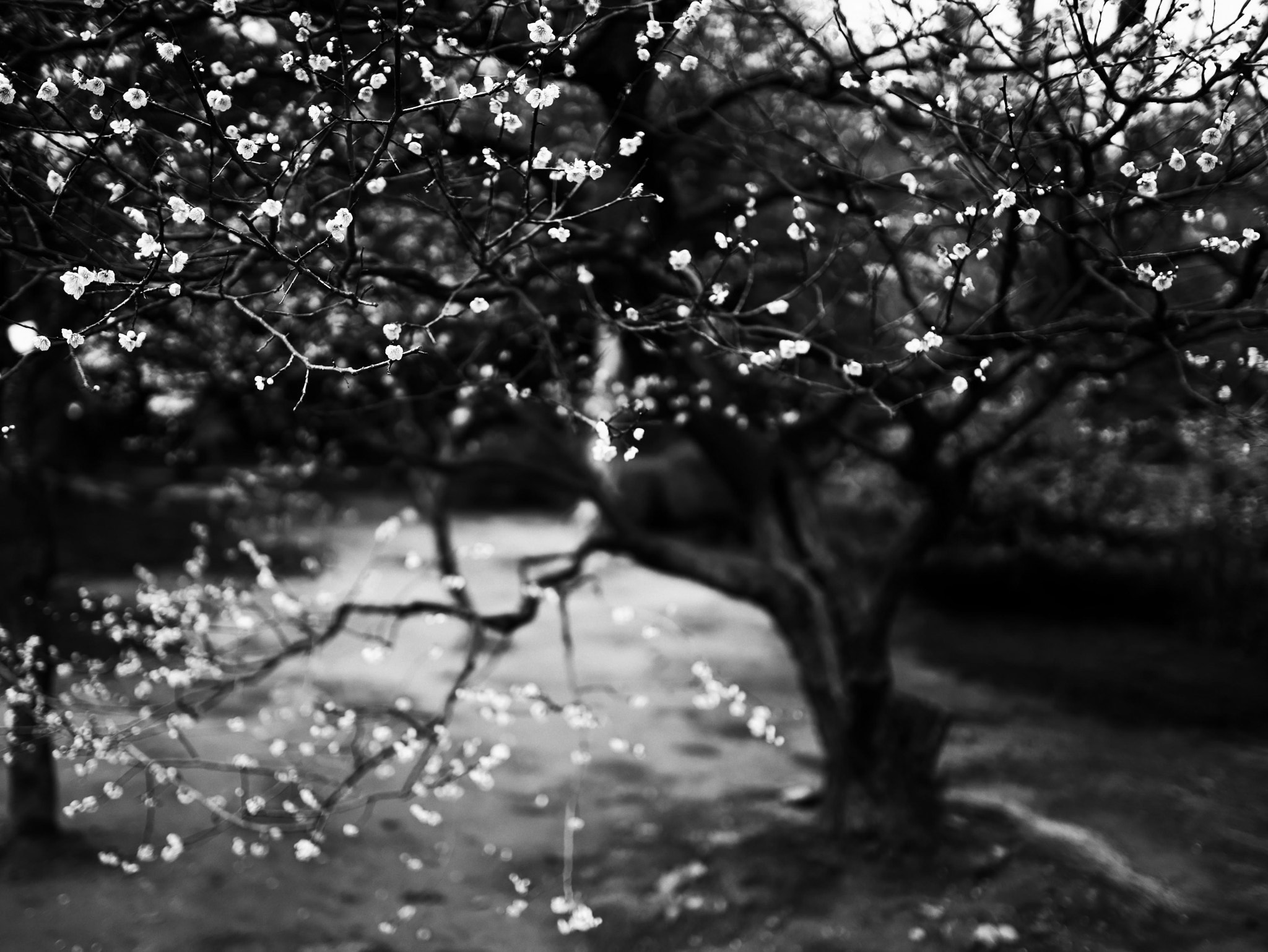 Sigma 35mm F1.4 DG HSM Art sample photo. 兼六園／梅林 photography