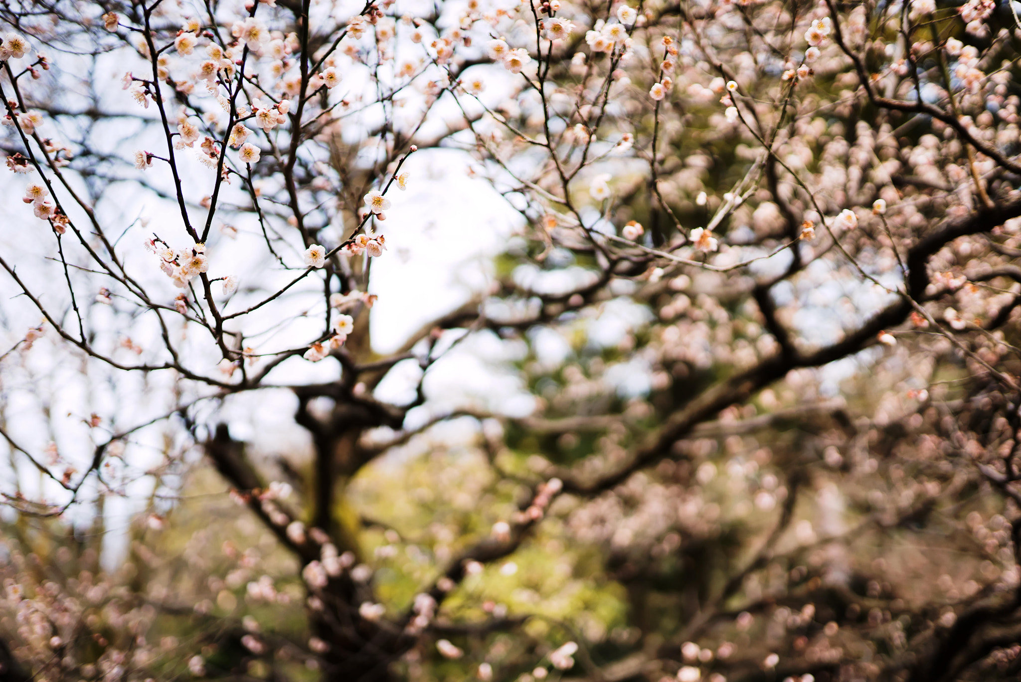Sigma 35mm F1.4 DG HSM Art sample photo. 兼六園／梅林 photography