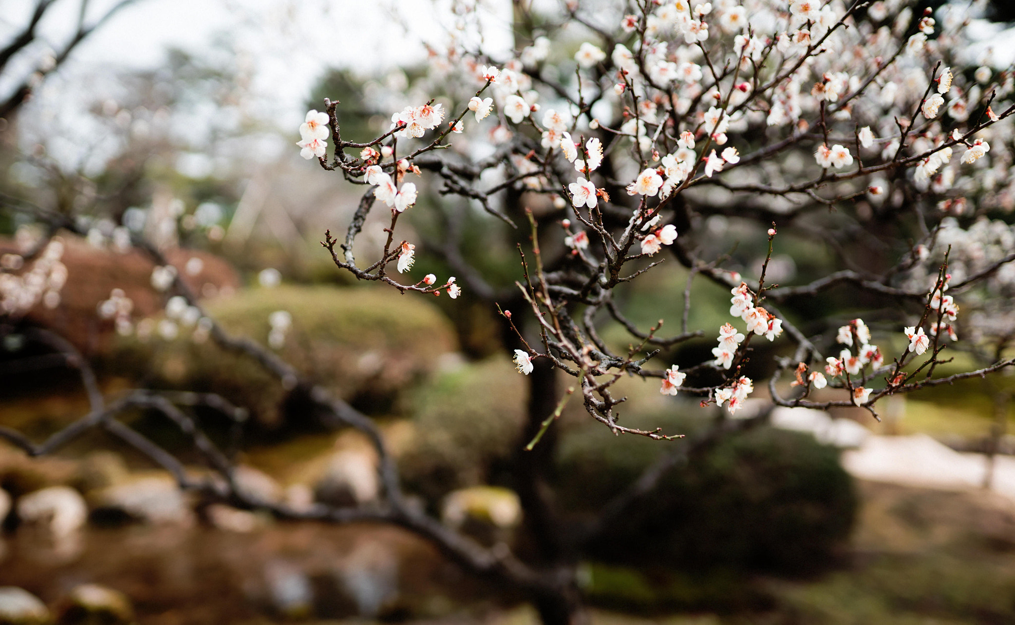 Sigma 35mm F1.4 DG HSM Art sample photo. 兼六園／梅林 photography