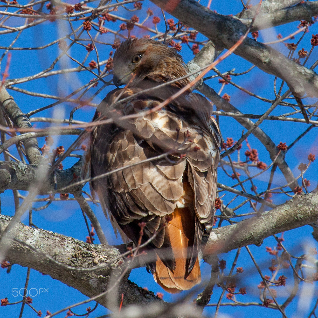 Canon EOS 5D Mark II sample photo. Red tailed hawk photography