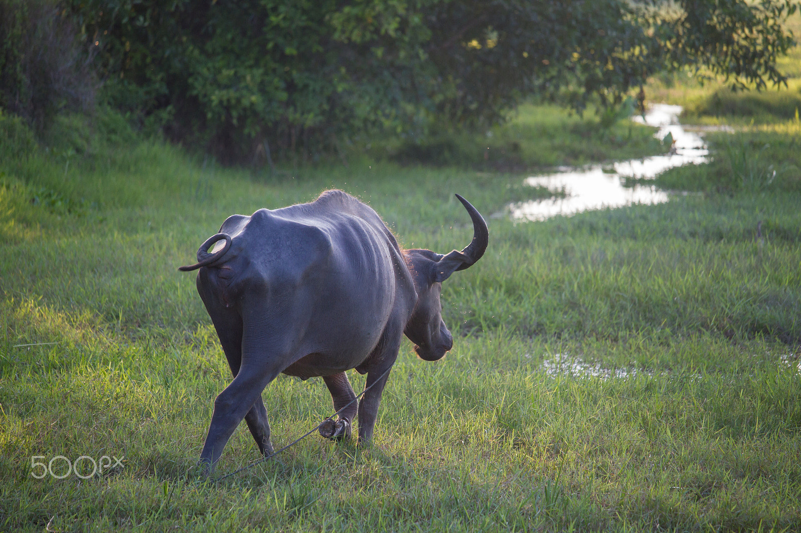 Canon EF-S 55-250mm F4-5.6 IS STM sample photo. Thai buffalo photography