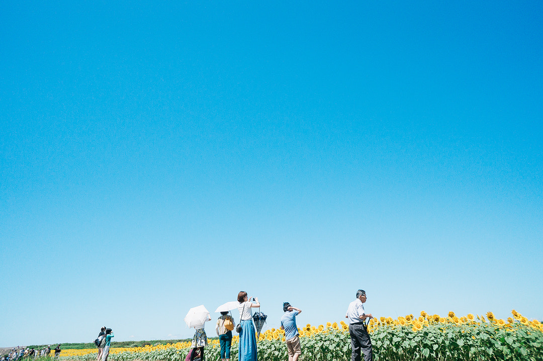 Sony Alpha NEX-5R sample photo. Sunflower photography