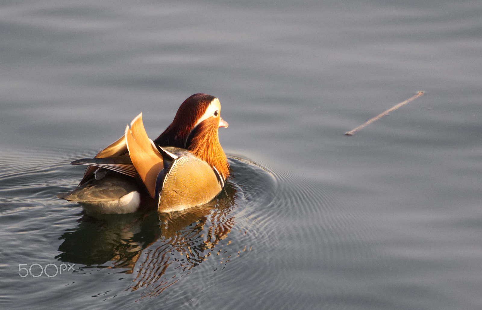 Panasonic Lumix G X Vario PZ 45-175mm F4.0-5.6 ASPH OIS sample photo. Wasservogel photography