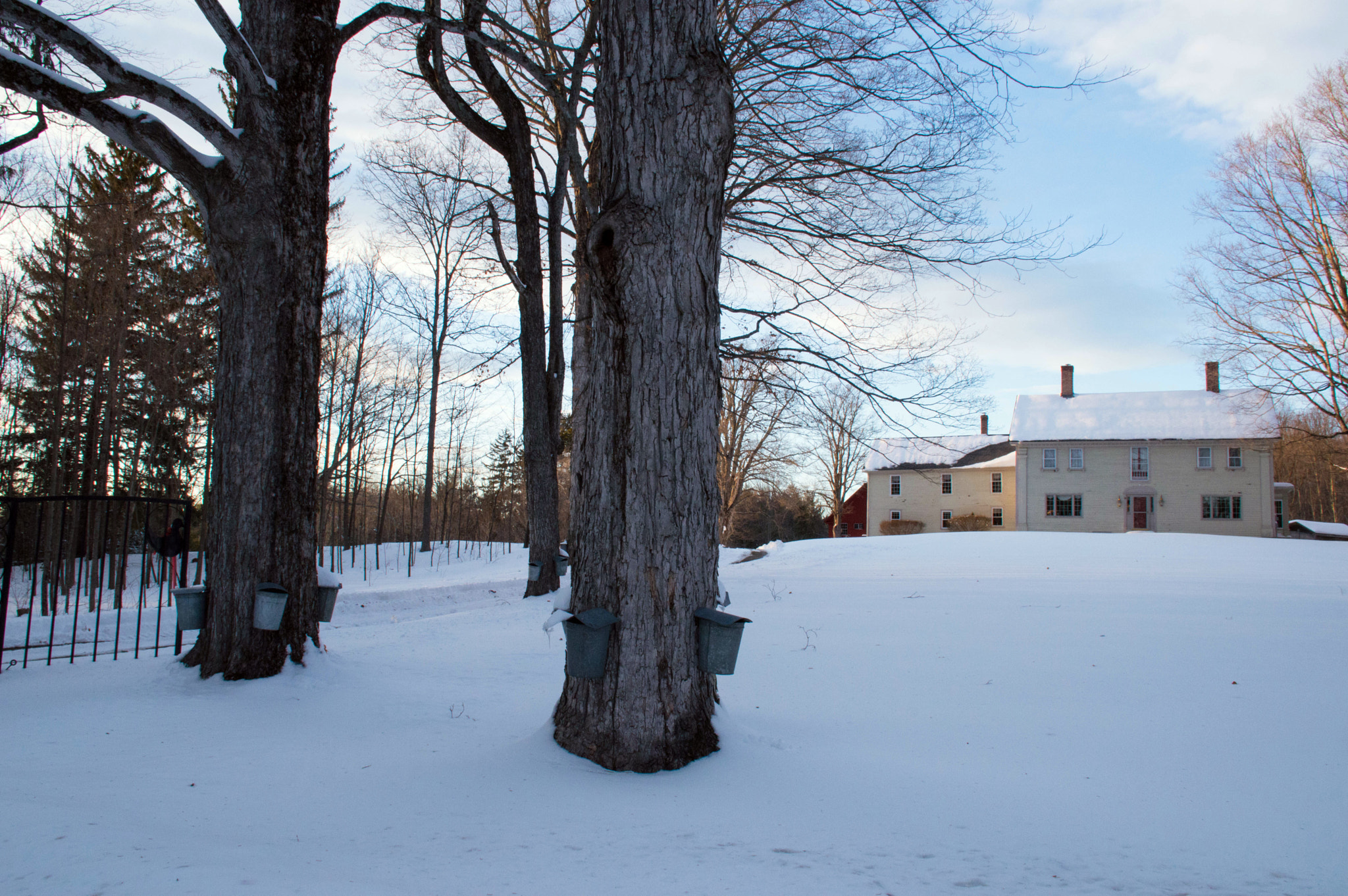 Nikon D3200 sample photo. Sugar maples photography