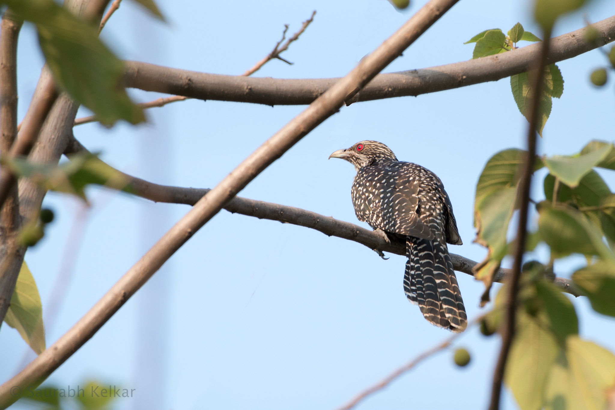Nikon AF-S Nikkor 200-500mm F5.6E ED VR sample photo. Asian koel photography