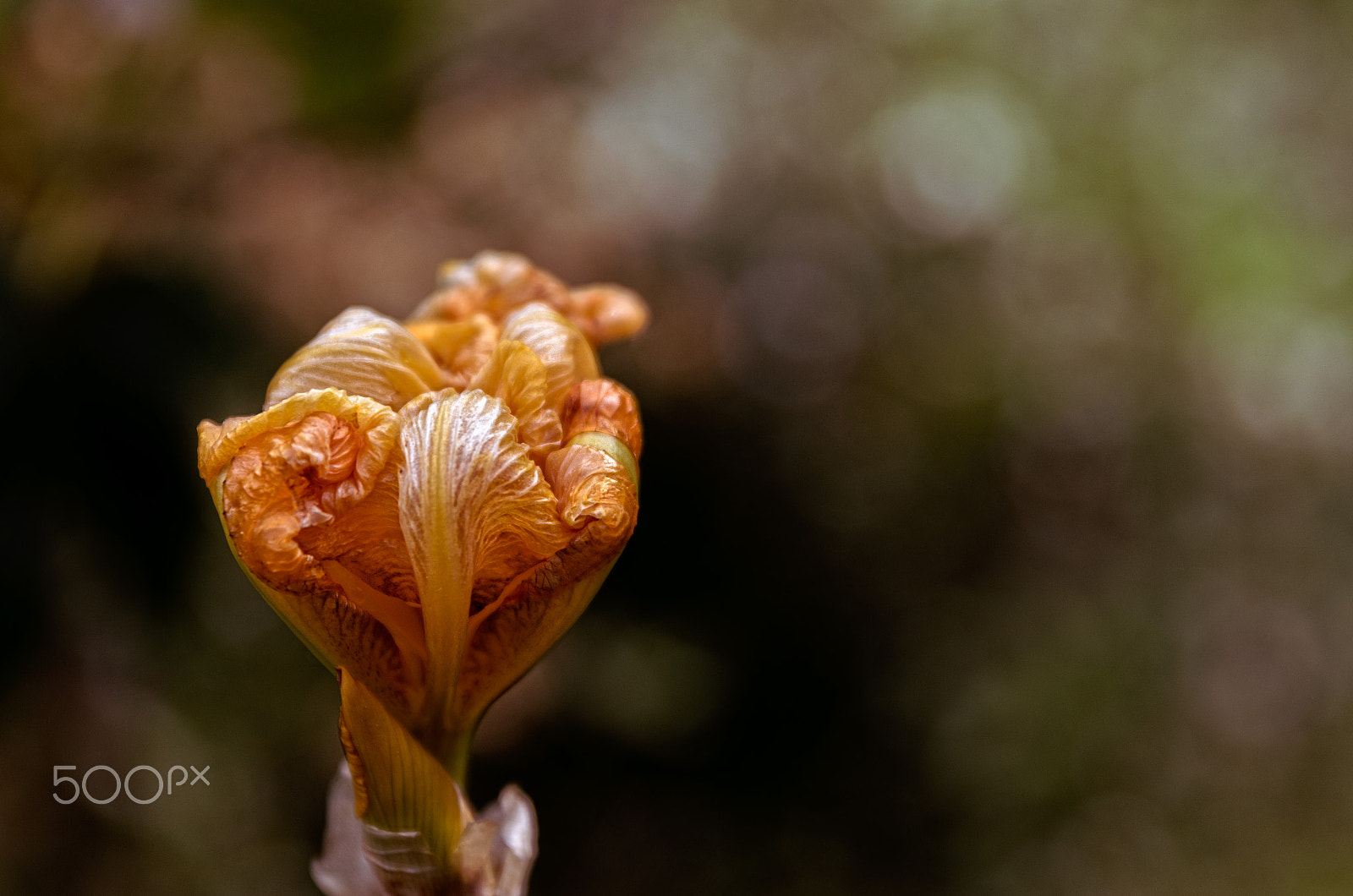 Tamron SP 24-70mm F2.8 Di VC USD sample photo. Cerrado photography
