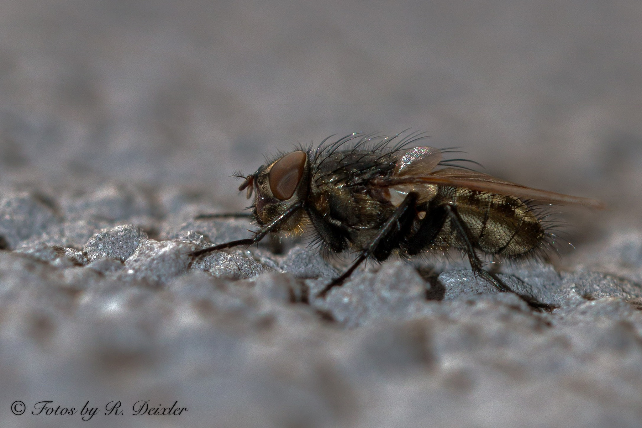 Sigma 150mm f/2.8 EX DG OS HSM APO Macro sample photo. Fleischfliege 3 photography