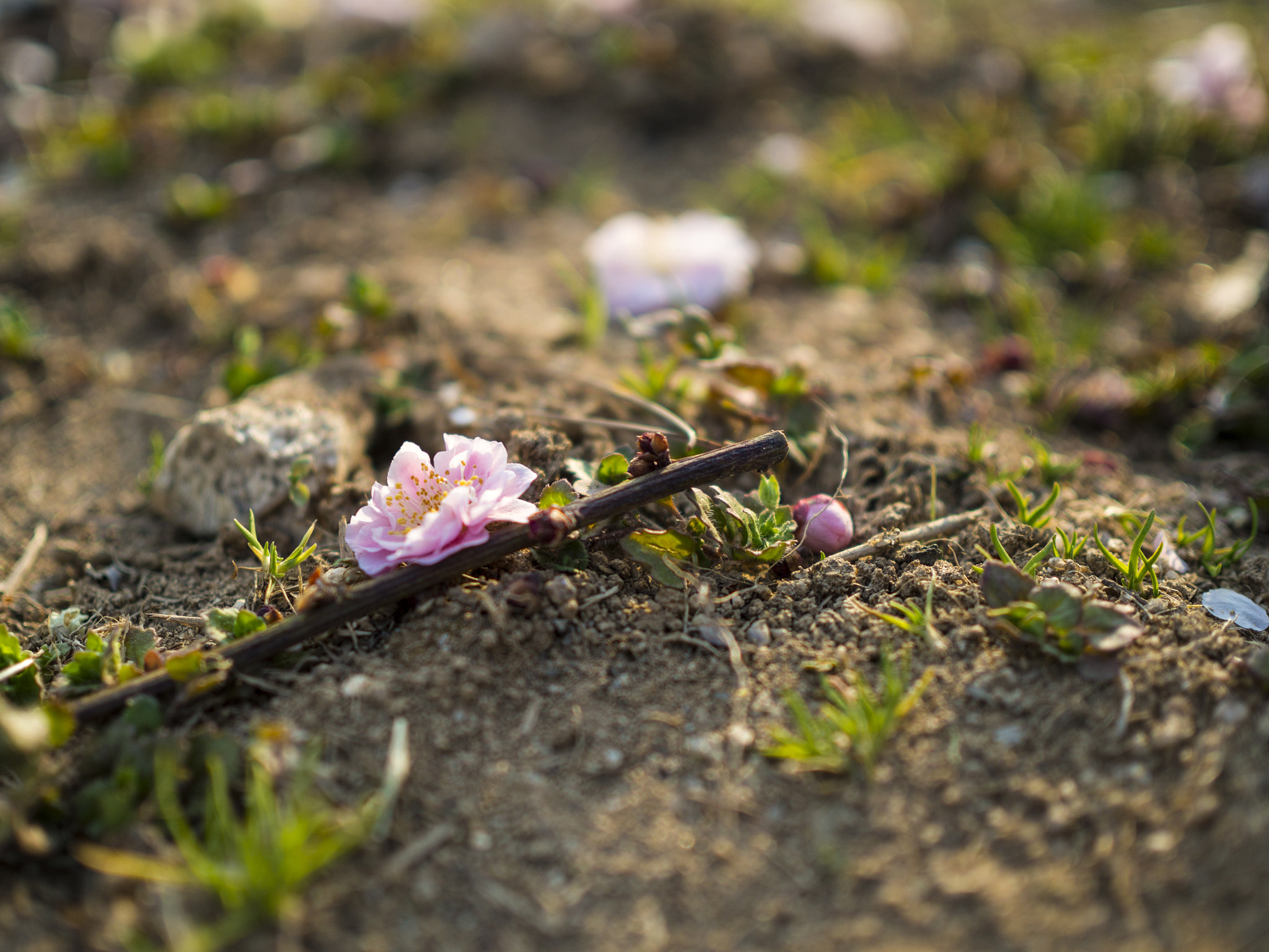 Olympus OM-D E-M10 + Olympus M.Zuiko Digital 25mm F1.8 sample photo. Plum blossom photography