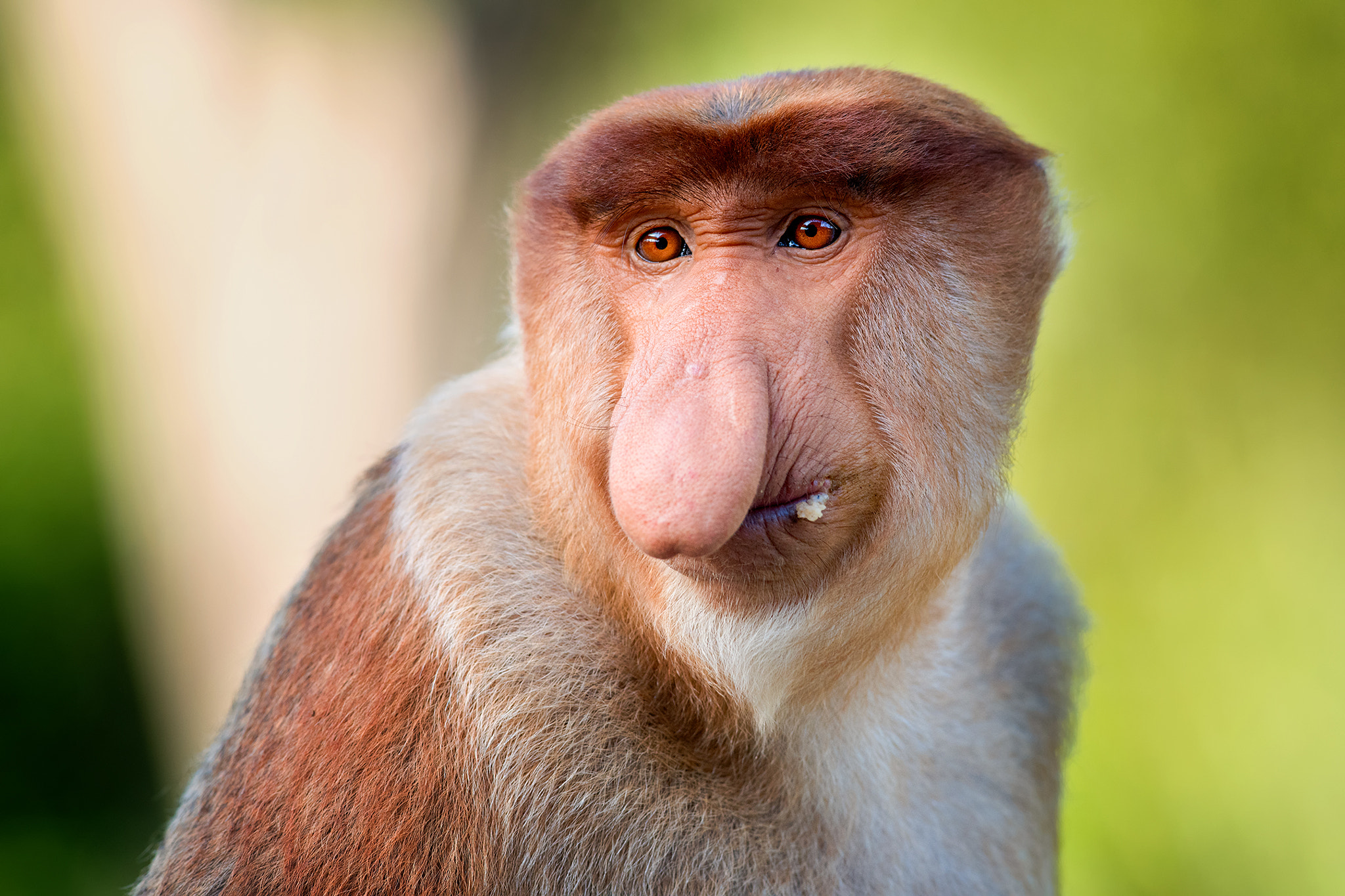 Nikon AF-S Nikkor 300mm F2.8G ED VR II sample photo. Borneo | kahau photography