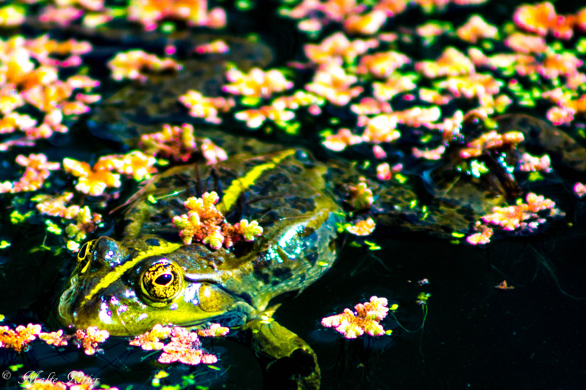 Canon EOS 70D + EF75-300mm f/4-5.6 sample photo. Im botanischen garten bochum photography